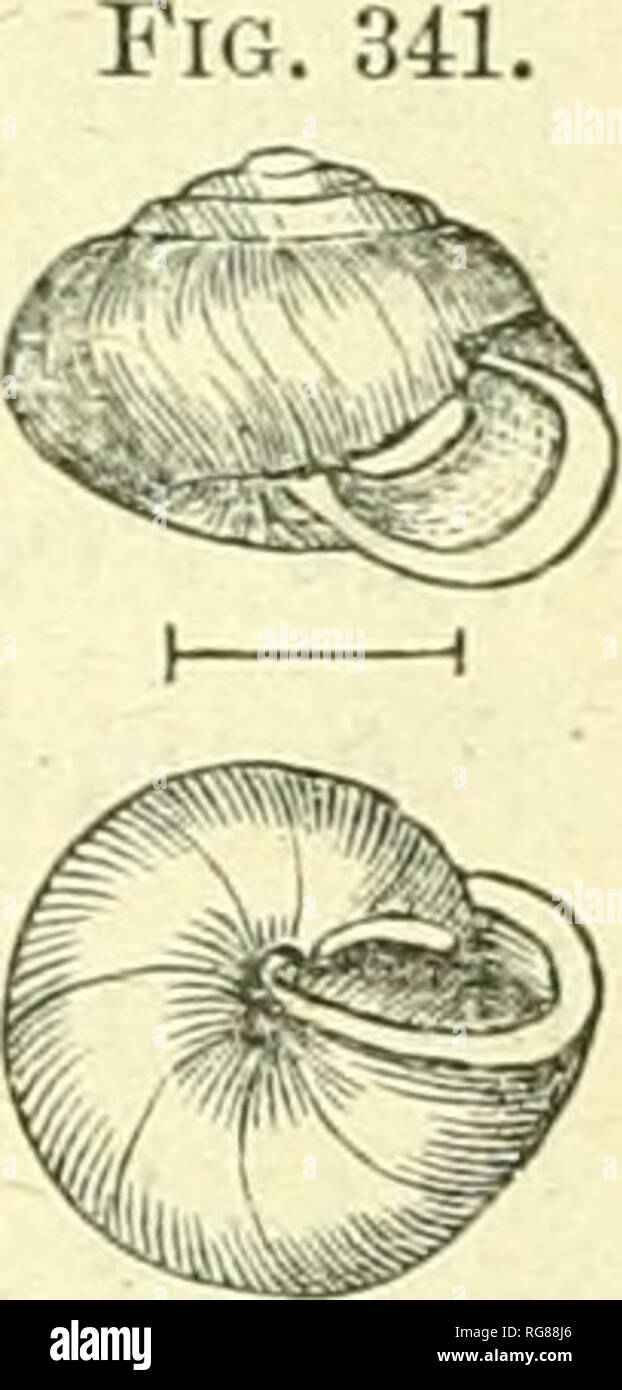 . Bulletin - United States National Museum. Science. EASTERN PROVINCE IMTEKIOK EEGION SPECIES. 317 Fig. 340. jwincanus. Mcsodoii Dowiiicaiius, Bland. Shell umbilicate, imibilicus nearly covered, snbgiobose, thin, Subpel- lucid, with obsolete, rib-like striai decussated with crowded, microscopic spiral lines-, greenish horn-colored; s])ire short, obtuse; whorls 5, convex, the last tumid, anteriorly some- what gibbous, scarcely descending, constricted; aperture, oblique, lunate-oval; peristome white, labiate, reflected, right margin exi)anded, columellar margin angularly di-m. doi lated, nearly  Stock Photo