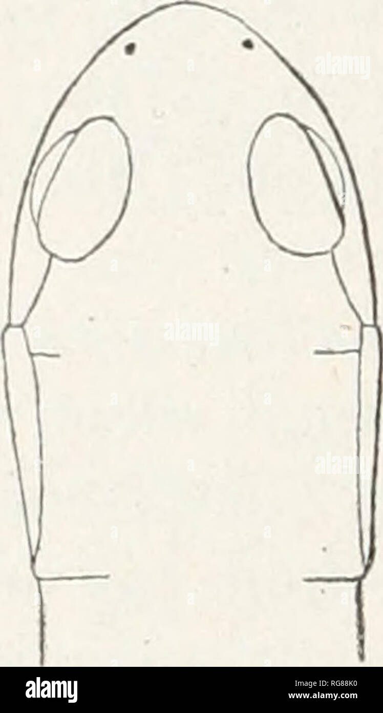 Parallel dorsal lateral folds hi-res stock photography and images - Alamy
