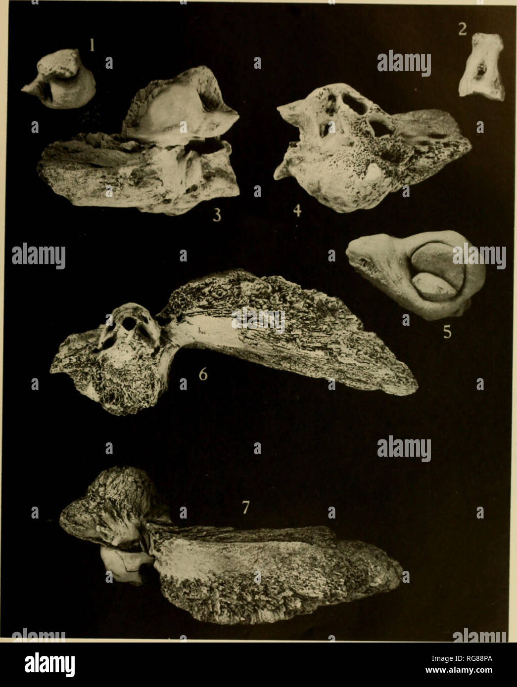 . Bulletin - United States National Museum. Science. us. Nationai. MusLur Bulletin 247. Plate 48. Right Periotic and Auditory Ossicles. USNM 8518. Metopocetus ourinasus 1, Incus with scar on crus longum and small cms brrvc on left side; 2. slajics; .3. tympanic or ventral view of right periotic; 4, cerebral or internal view of riijht [jeriotic; 5, articular facet on malleus. Left Periotic. USNM 10909. Parietobalaena palmeri 6, Cerebral or internal view; 7, tympanic or ventral view.. Please note that these images are extracted from scanned page images that may have been digitally enhanced for r Stock Photo