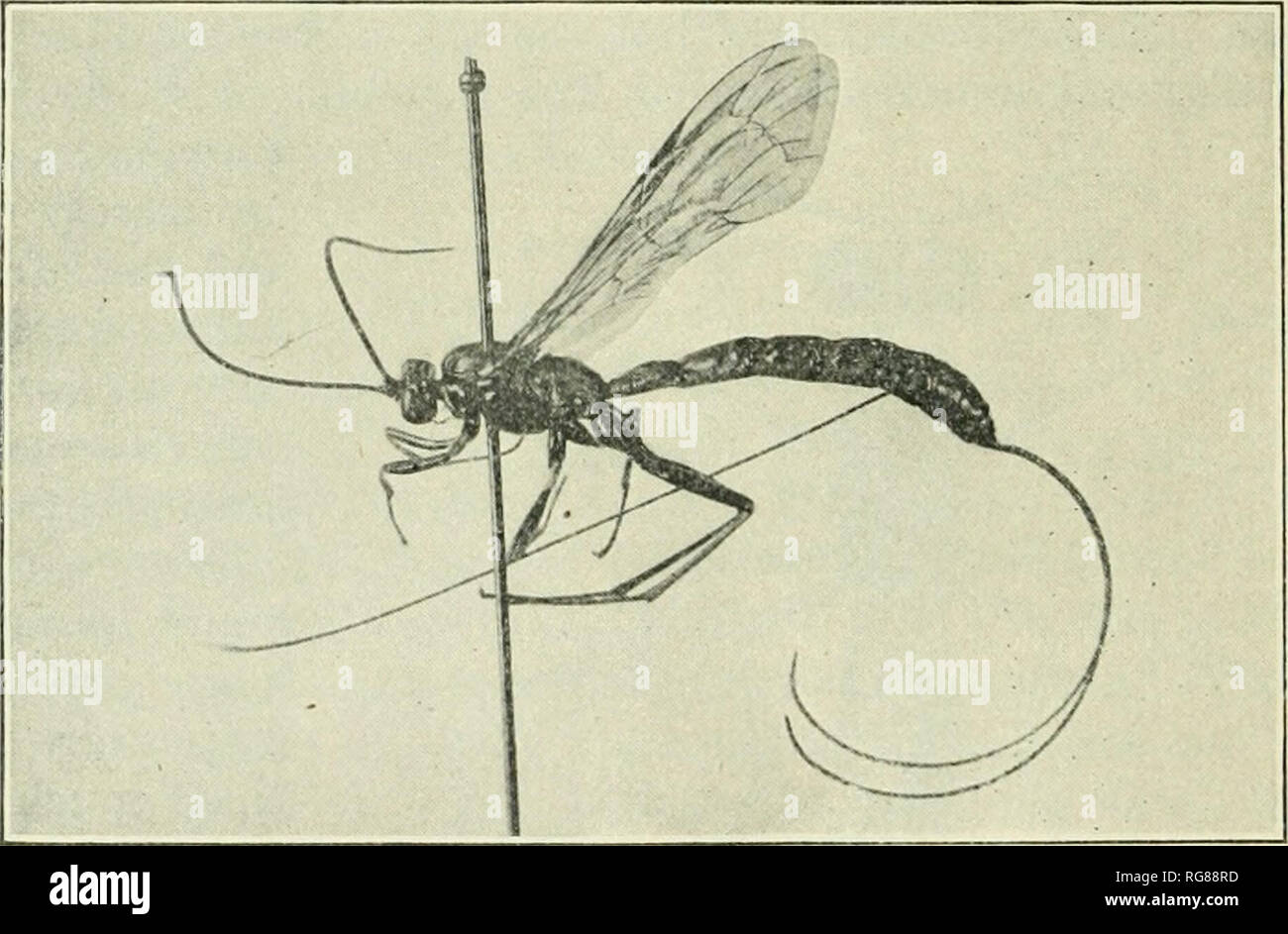 Beetles are the largest order of insects hires stock photography and