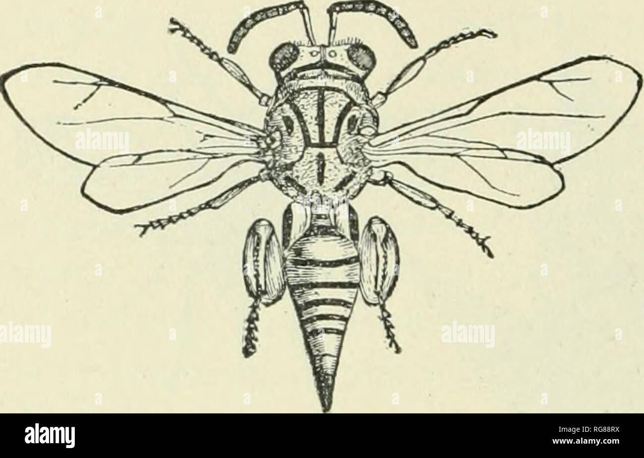 . Bulletin - United States National Museum. Science. 34 BULLETIN 67, UNITED STATES NATIONAL MUSEUM. praise of observers in ancient times. In these insects (fig. 159) there are between the thorax and the main part of the abdomen one or two tiny segments with a knob or lobe above. The trochanters are undi- vided; the antennas are often elbowed or geniculate. Ants live in communities of varying size, some of only ten or twenty in- dividuals, others of many thou- sands. In most cases there are several forms—the winged male, the winged female or mother of the colony, the wingless neuters or workers Stock Photo