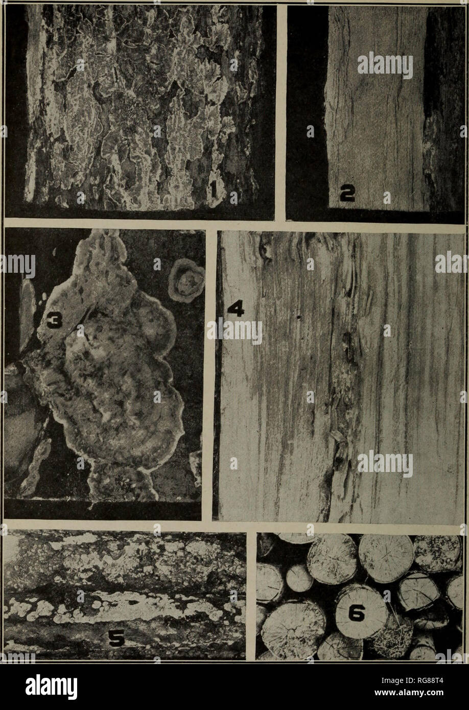 . [Bulletins on forest pathology : from Bulletin U.S.D.A., Washington, D.C., 1913-1925]. Trees; Plant diseases. Bui. 1298, U. S. Dept. of Agriculture Plate II. Fig. 1.—Encrusting fruit bodies of Polystictus abietinus on a hemlock pulp log. This fungus is very abundant on coniferous wood. The pore surface is violet when fresh Fig. 2.—Longitudinal section of log shown in fig. 1. Note the minute pockets, primarily in the sapwood, which are characteristic marks of this fungus Fig. 3.—Fruit bodies of Polyporus adustus on aspen pulp wood. The pore surface is smoky brown to smoky black. This fungus a Stock Photo