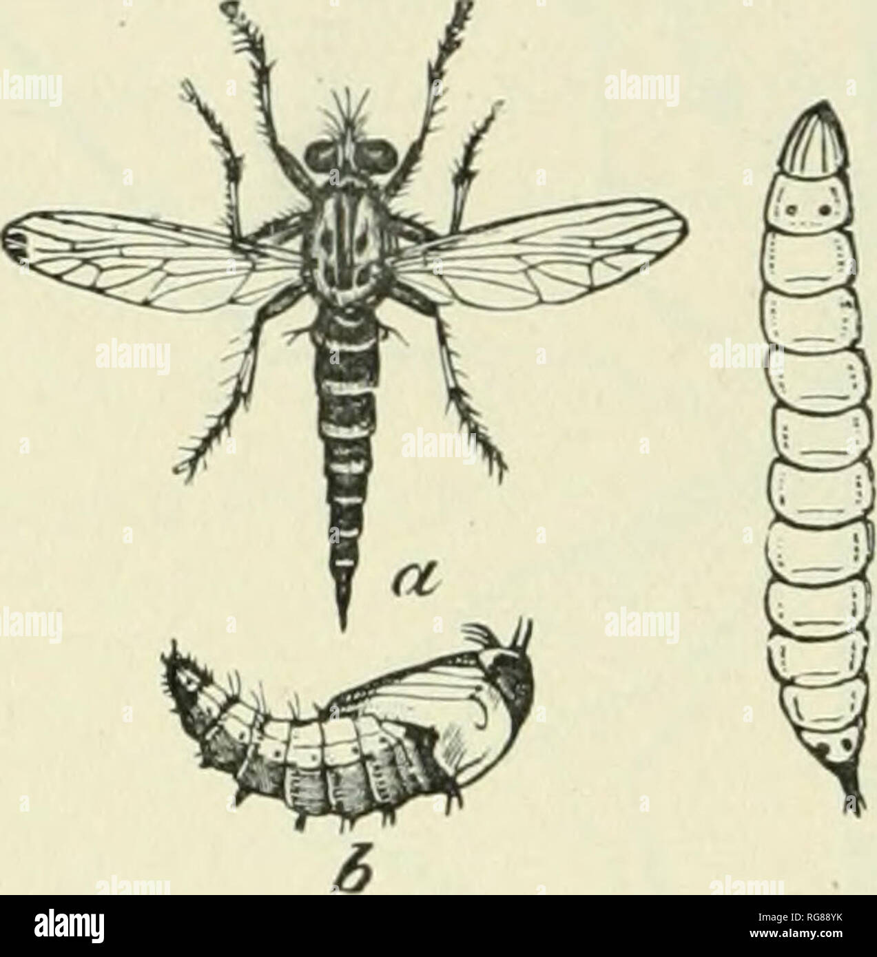 Bulletin - United States National Museum. Science. 30 BULLETIN 67, UNITED  STATES NATIONAL MUSEUM.. Fig. 59.—A robber-fly, Erax bas- tardii: a,  Perfect insect; 6, pupa; LARVA SHOWN AT SIDE. and the