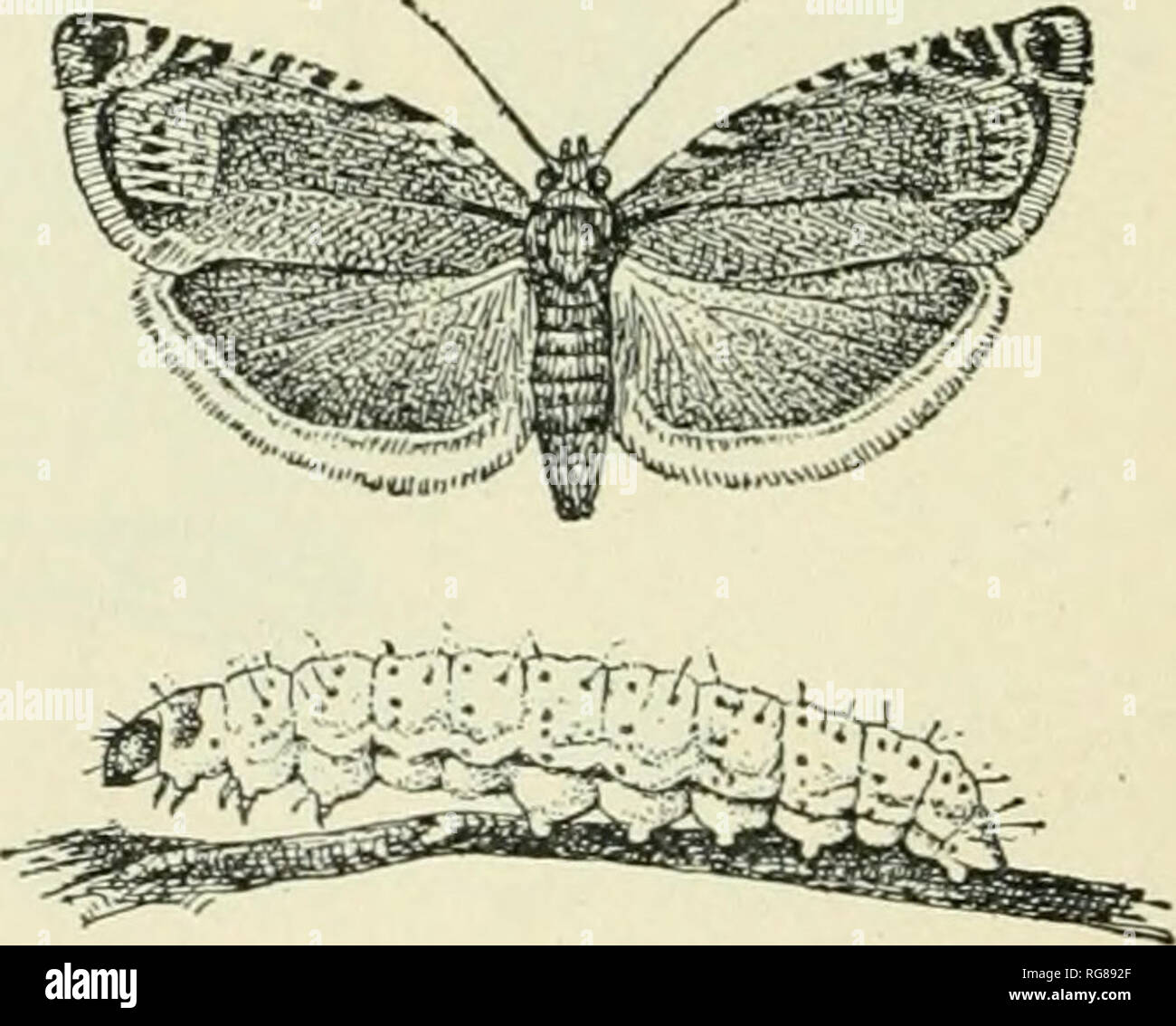 Bulletin United States National Museum Science Fig 52 A Sesiid Or Clear Winged Moth Synanthedon Pic Tipes A Moth 6 Eggs C Caterpillar Lt L Pupa C Pupa In The Quot Skippers Quot Their Larvae Bulletin United States National Museum Science Fig 52 A Sesiid Or Clear Winged Moth Synanthedon Pic Tipes A Moth 6 Eggs C Caterpillar Lt L Pupa C Pupa In The Quot Skippers Quot Their Larvae