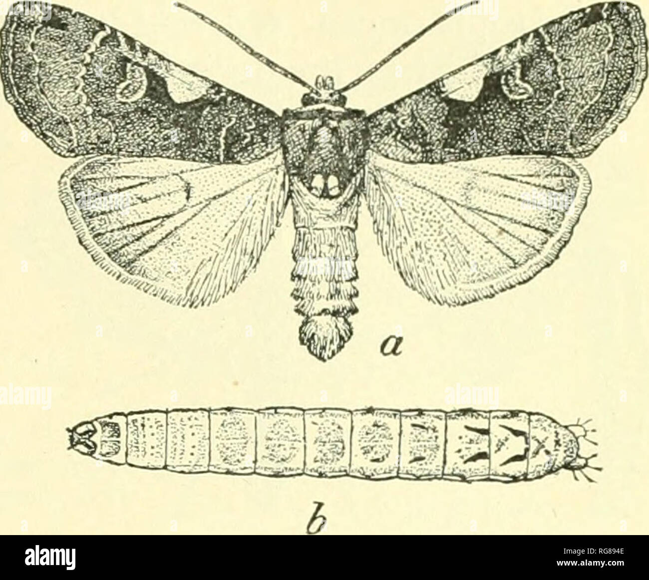 Alypiaoctomaculata hi-res stock photography and images - Alamy