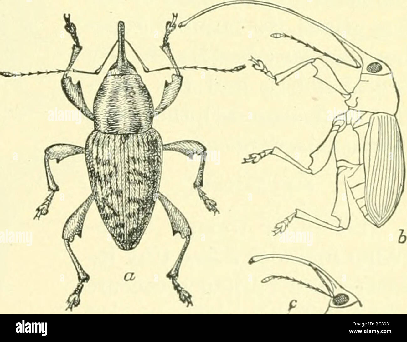 . Bulletin - United States National Museum. Science. a o FlG. 40.—A LONGICORN, PBIONUS FlG. 41.—THE COLORADO POTATO &quot;BUG,&quot; LEPTINOTARSA 10-LIN- laticollis. eata: a, Beetle; b, larva or grub; c, pupa. the bean and pea weevils (Bruchidae) (fig. 125) belong to this section. Rhynchophora, or weevils. This section comprises an enormous number of compact beetles, readily known by the snout or beaklike head, called a rostrum. The tarsi are four-jointed. The mouth- parts are very small and at the tip of the beak, and the antennae are often slightly clavate and geniculate or bowed. The elytra Stock Photo