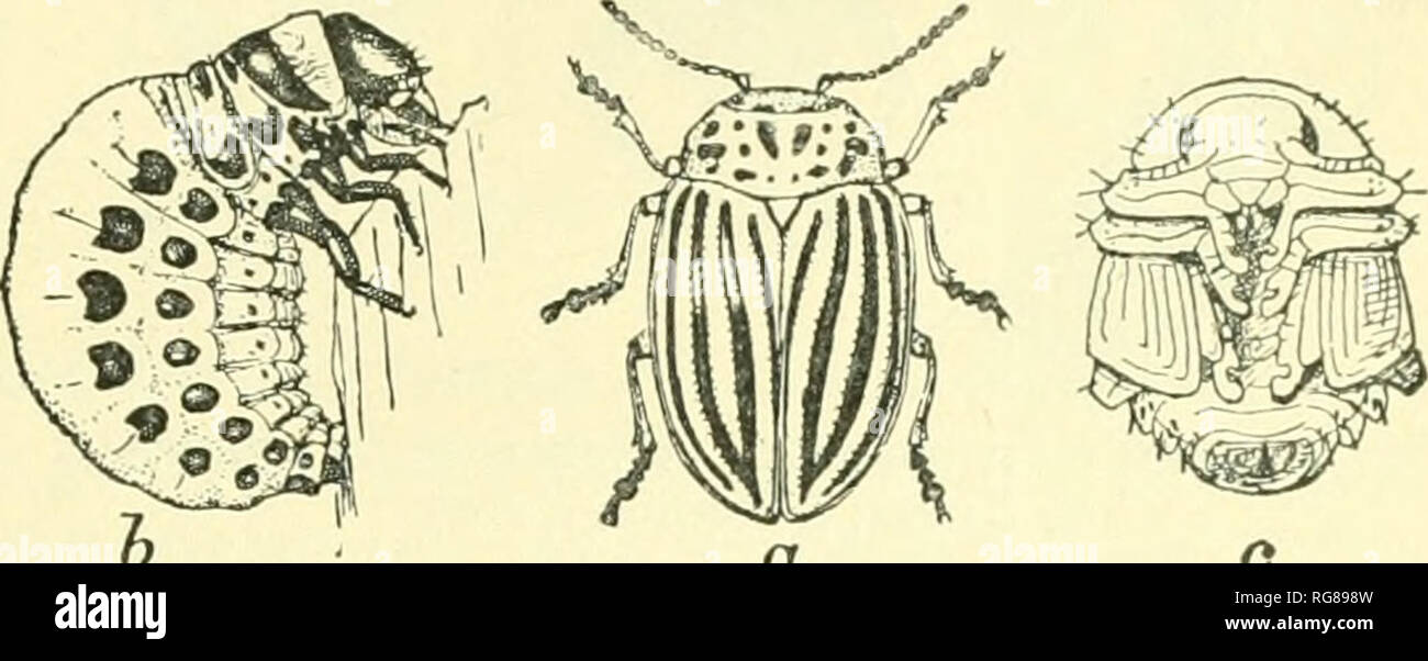 . Bulletin - United States National Museum. Science. a o FlG. 40.—A LONGICORN, PBIONUS FlG. 41.—THE COLORADO POTATO &quot;BUG,&quot; LEPTINOTARSA 10-LIN- laticollis. eata: a, Beetle; b, larva or grub; c, pupa. the bean and pea weevils (Bruchidae) (fig. 125) belong to this section. Rhynchophora, or weevils. This section comprises an enormous number of compact beetles, readily known by the snout or beaklike head, called a rostrum. The tarsi are four-jointed. The mouth- parts are very small and at the tip of the beak, and the antennae are often slightly clavate and geniculate or bowed. The elytra Stock Photo