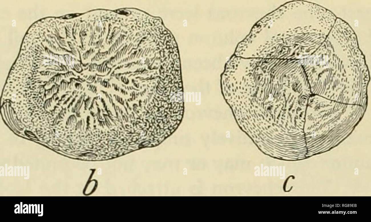 . Bulletin - United States National Museum. Science. 158 UNITED STATES ...