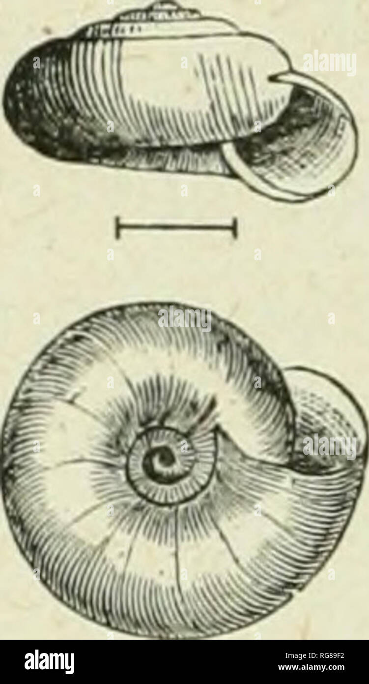 . Bulletin - United States National Museum. Science. 220 A MANUAL OF AMERICAN LAND SHELLS. Jaw as usual in the genus. The lingual membrane (Terr. Moll., V, Plate HI, Fig. C) has 32-1-32 teeth, with 6 perfect laterals. Of the genitalia I can only state the existence of the dart sac and dart as in Z. Ugerus. Subgenus HYALINA. Animal as in MesompMx (see p. 205). Shell umbilicated, sometimes perforated, depressed, shining and vit- reous ; whoi'ls 5 or G, regularly increased; spire very rarely conic-ele- vated; aperture rounded-lunate; peristome thin, acute, straight. Zonitcs limatiiliis, Ward. She Stock Photo