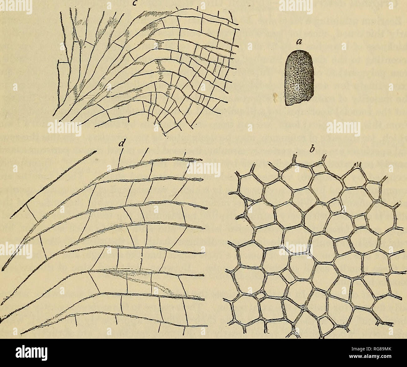 Bulletin - United States National Museum. Science. FiG. 161.—Batostoma  magnopora. a, small specimen of nattiral size; &amp;, tangential section,  X18; C, PART OF AXIAL REGION IN TRANSVERSE SECTION, X18; d, VERTICAL
