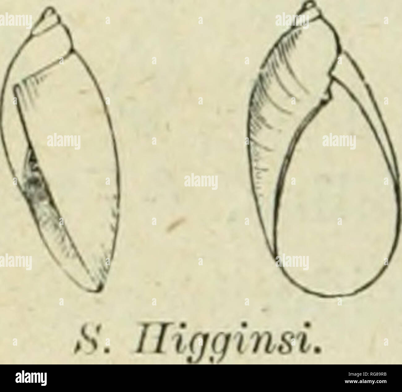 . Bulletin - United States National Museum. Science. 198 A MANUAL OF AMERICAN LAND SHELLS. Siiccinea Hig^giiisi, Bland. Shell depressed-oval, tbin, obliquely striated, pellucid, somewhat Fir.. 206. shining, pale horn-colored; spire short, obtuse'; suture deep; whorls 3, convex, the last rather depressed; the columella scarcely arched, above conspicuously plicate; aperture angular!}' oval, frequently armed with a small, oblique, white tooth on the parietal wall; i^eristome simple, regularly arcuate. Length, 15; diameter, 17&quot;&quot;&quot;; aperture, 11&quot;™ long. Siiccinea BUiginsi, Bland, Stock Photo