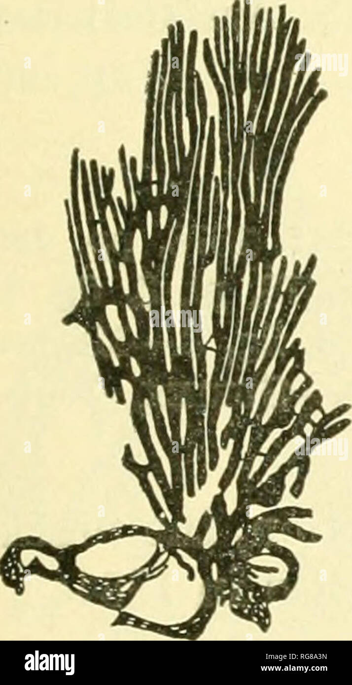 . Bulletin - United States National Museum. Science. Fig. 46.—Dictyonema spexceui, new species. Holotype. (See also Pl. 4, fiu. 1.) widest, this condition resnlting from a tendency of its branches to spread too rapidly for bifnrcjition to keep pace with the spreading. This of conrse shows in the number of branches in 25 mm. of width, which at the periphery of D. retiforme tends to sink to say 15. UoIofi/pc.—CAt. No. 55301, U.S.M.A. DICTYONEMA PARALLELUM Gurley, new species. Plate 4, figure 2. The description by Gurley is as follows: Polypary originating from a fibrous root; consisting of rigid Stock Photo