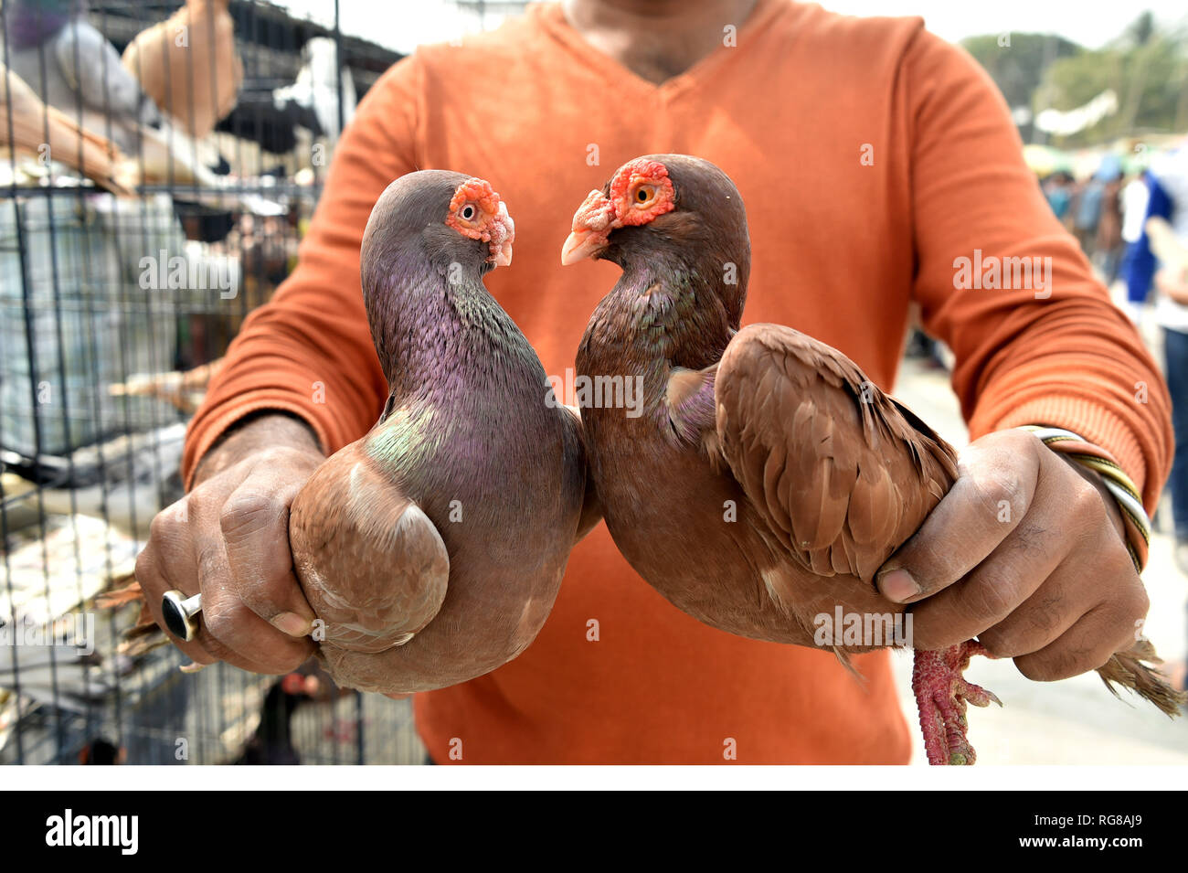 Dhaka, Bangladesh. 27th Jan, 2019. A man shows fancy pigeons at a pigeon market on the outskirts of Dhaka, capital of Bangladesh, Jan. 27, 2019. Bird lovers in the city like to gather at the pigeon markets to buy or sell fancy pigeons. Credit: Stringer/Xinhua/Alamy Live News Stock Photo