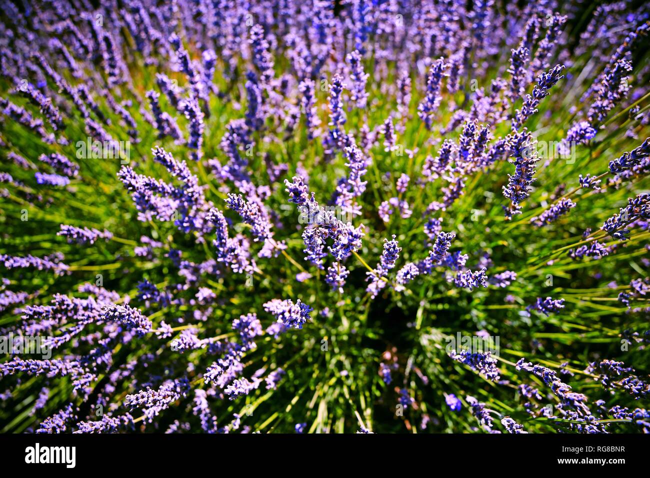 Canberra. 21st Jan, 2019. Photo taken on Jan. 21, 2019 shows lavender