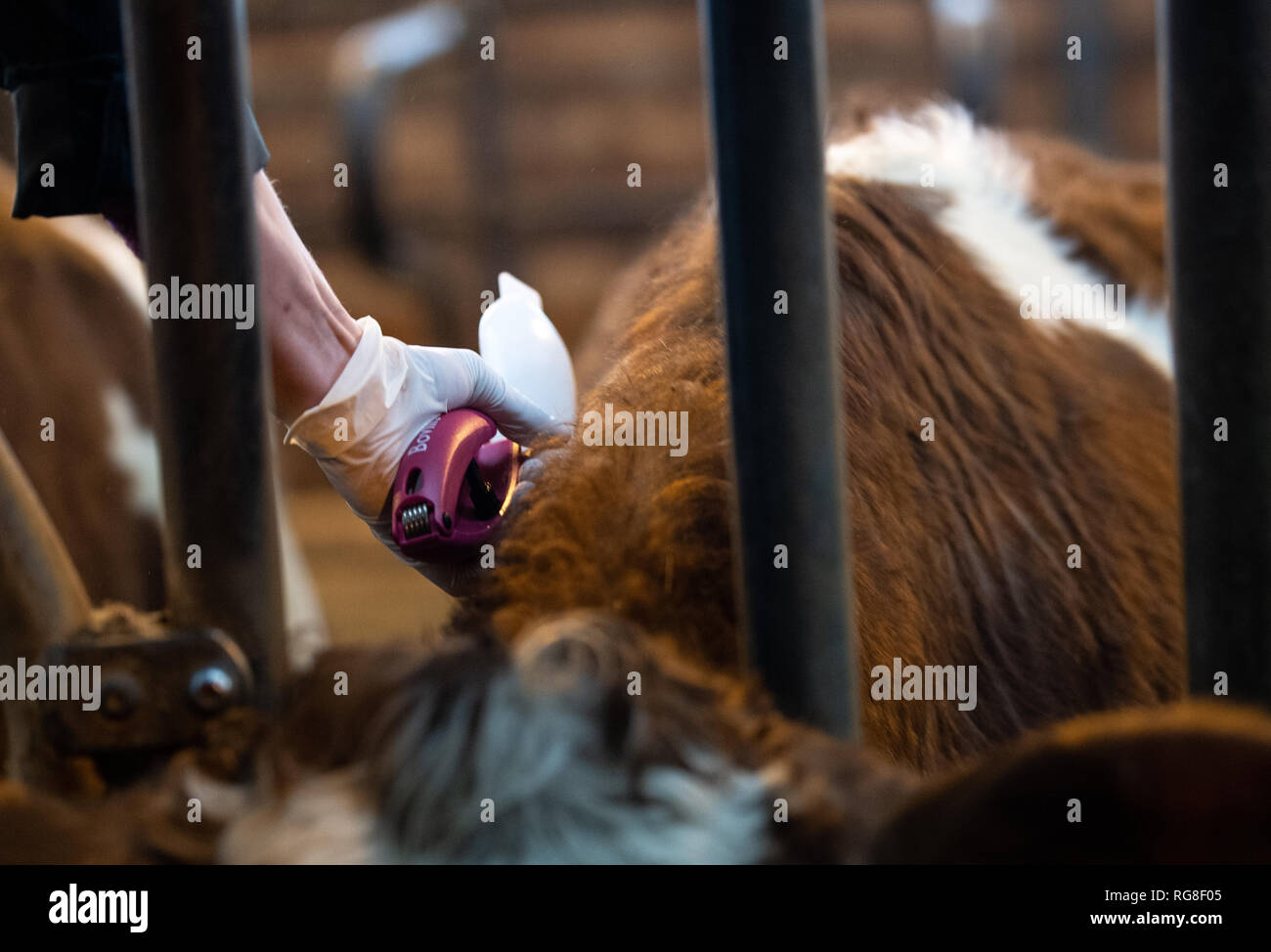 Bluetongue Cow Hi Res Stock Photography And Images Alamy   28 January 2019 Baden Wuerttemberg Markgrningen A Veterinarian Vaccinates A Cow Against Bluetongue At The Start Of A Vaccination Campaign Against Bluetongue In Cattle As Bluetongue Continues To Spread In Baden Wrttemberg A Nationwide Vaccination Is Carried Out Especially For Cattle Sheep And Goats Photo Fabian Sommerdpa RG8F05 