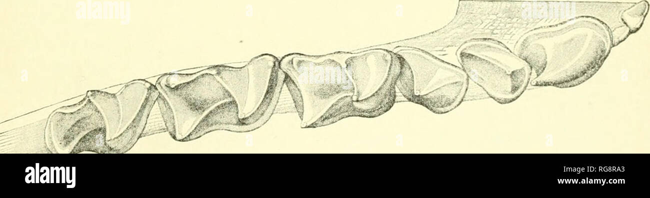 . Bulletin - United States National Museum. Science. -;^w^ 1. Maxillary teeth of Promops perotis californicus. xs. 2. Mandibular teeth of same. xs.. Please note that these images are extracted from scanned page images that may have been digitally enhanced for readability - coloration and appearance of these illustrations may not perfectly resemble the original work.. United States National Museum; Smithsonian Institution; United States. Dept. of the Interior. Washington : Smithsonian Institution Press, [etc. ]; for sale by the Supt. of Docs. , U. S. Govt Print. Off. Stock Photo