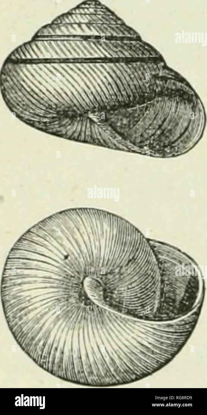 Globose Shell High Resolution Stock Photography and Images - Alamy