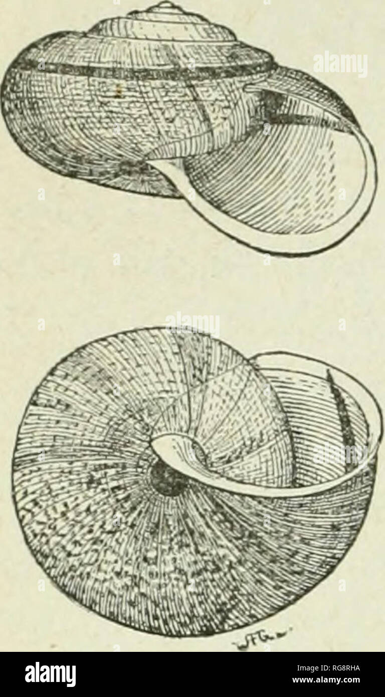 . Bulletin - United States National Museum. Science. 134 A MANUAL OF AMERICAN LAND SHELLS. Fig. 100.. types of ramentosa to Dr. Gould, and of reticulata to Dr. Pfeiffer, from Mission Peak, twenty-five miles southeast of Oakland. Dr. Newcomb's description of H. Bridgesi is as follows: &quot; Shell deeply umbilicate, depressly globose, plicately striate and covered with minute granulations, translucent grayish horn-color; within tinted with i^urple, with a narrow, incircling central brownish band; si)ire conical; whorls G, convex; suture well impressed; aperture roundly lunar; lip expanded and r Stock Photo