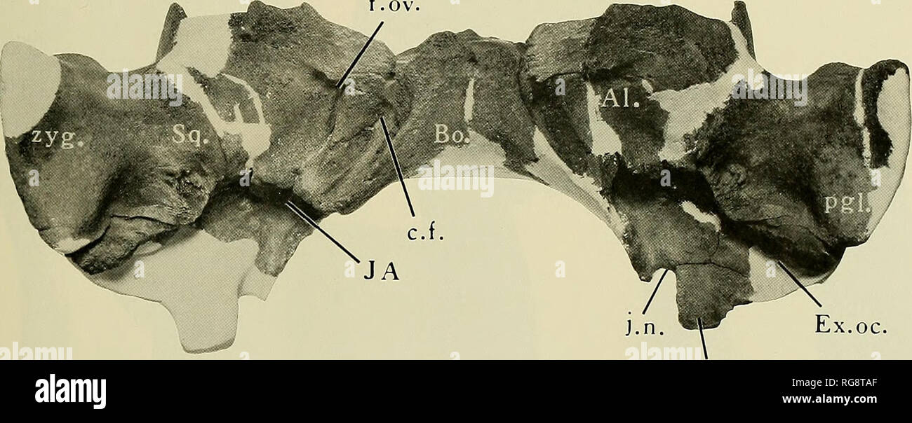 . Bulletin - United States National Museum. Science. f .ov. pr.pa. Orycterocetus crocodilinus Cope Top: Lateral view of rostrum (USNM 22931). Bottom: Ventral view of basicranium of young sperm whale (USNM 22930). Abbrs.: Al., alisphenoid; Bo., basioccipital; c.f., channel and foramen for internal carotid; Ex.oc, exoccipital; f.ov., foramen ovale; J.A., jugulo-acoustic funnel; j.n., jugular incisure; pgl., postglenoid process of zygoma; pr.pa., paroccipital process of exoccipital; Sq., squamosal; zyg., zygomatic process of squamosal.. Please note that these images are extracted from scanned pag Stock Photo