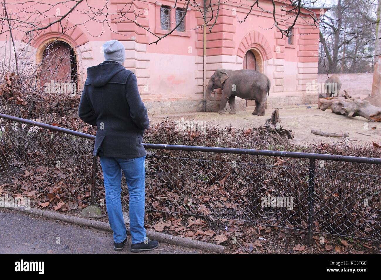 WROCLAW, POLAND - JANUARY 31, 2015: Person visits Wroclaw Zoo. Wroclaw Zoological Garden has 7,100 animals of more than 850 species. Stock Photo