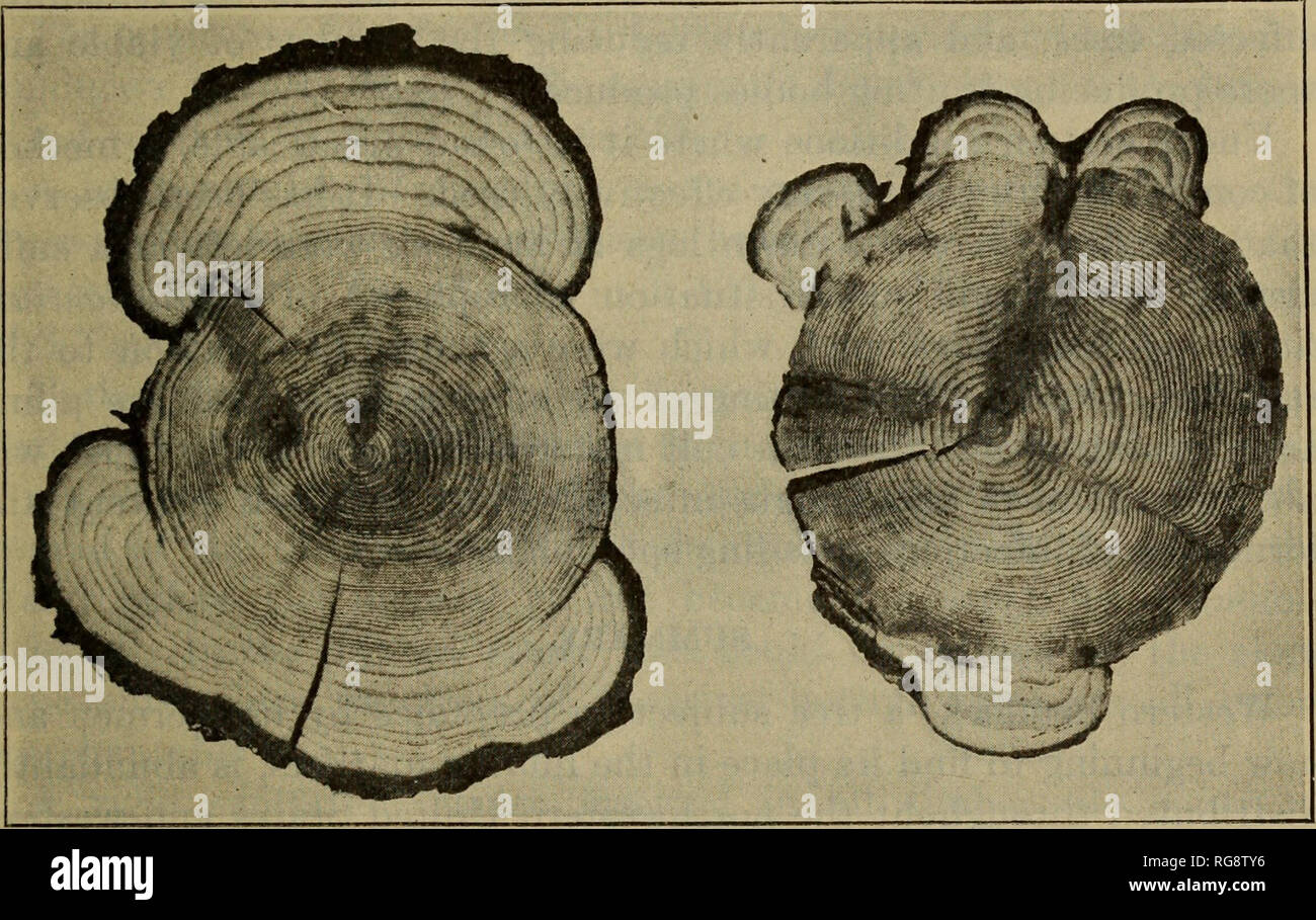 Northern Pecans: Looking inside a swollen lower pecan trunk