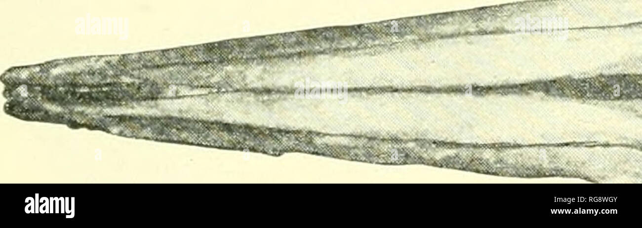 . Bulletin - United States National Museum. Science. Fig. 1. Sotcilia fluviatilis (Gervais). (From Castelnau, Expedition dans I'Amerique du Sud, pi, 7. Zoologie, lL5b, pi, 9, fig. 1.). '^y Fig. 2. Sotalia tucuxi Gray. (From a photograph of the type-skull, No. 1I89«, ^, in the British Museunn.) Genus SOTALIA.. Please note that these images are extracted from scanned page images that may have been digitally enhanced for readability - coloration and appearance of these illustrations may not perfectly resemble the original work.. United States National Museum; Smithsonian Institution; United State Stock Photo