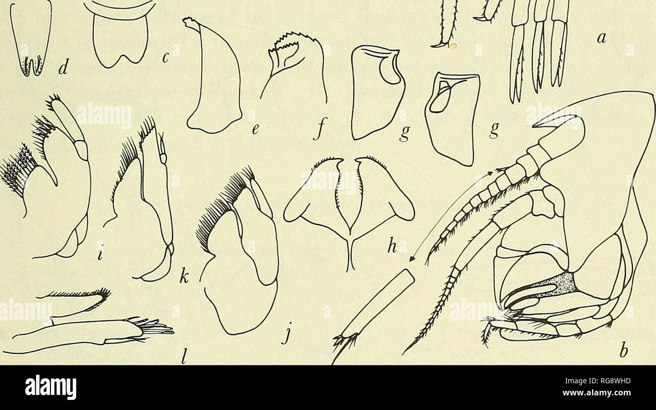 . Bulletin - United States National Museum. Science. MARINE GAMMARIDEAN AMPHIPODA 437. Figure 160.—Stegocephalidae: a, Stegocephalus inflatus Kr0yer (Sars, 1895, pi. 69). Head: b, Stegocephalus. Upper lip: c, Stegocephalus; d, Stegocephalina ingolfi Stephensen (192Sa). Mandible: e, Stegocephalus; f, Andaniella pectinata Sars (1895, pi. 72); g, pair, Andaniexis abyssi (Boeck) (Sars, 1895, pi. 71). Lower lip: h, Stegocephalus. Maxilla 1: i, Andaniexis; j, Stegocephalus;, k, Phippsia gibbosa (Sars, 1895, pi. 71); /, Stegocephalina.. Please note that these images are extracted from scanned page im Stock Photo