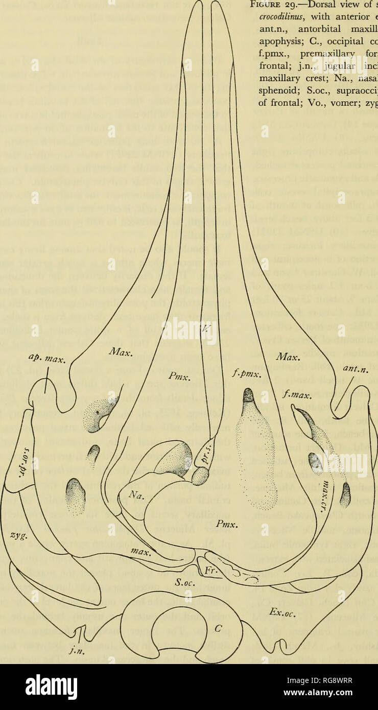 . Bulletin - United States National Museum. Science. 50 UNITED STATES NATIONAL MUSEUM BULLETIN 247. Figure 29.—Dorsal view of skull, USNM 22926, of Orycterocetus cncodilinus, with anterior end of rostrum restored. Abbrs.: ant.n., antorbital maxillary notch; ap.max., maxillary apophysis; C, occipital condyle; f.max., maxillary incisure; f.pmx., premaxillary foramen; Ex.oc, exoccipital; Fr., frontal; j.n., jugular incisure; Max., maxillary; max.cr., maxillary crest; Na., nasal; Pmx., premaxillary; pr.s., pre- sphenoid; S.oc, supraoccipital; s.or.pr., supraorbital process of frontal; Vo., vomer;  Stock Photo