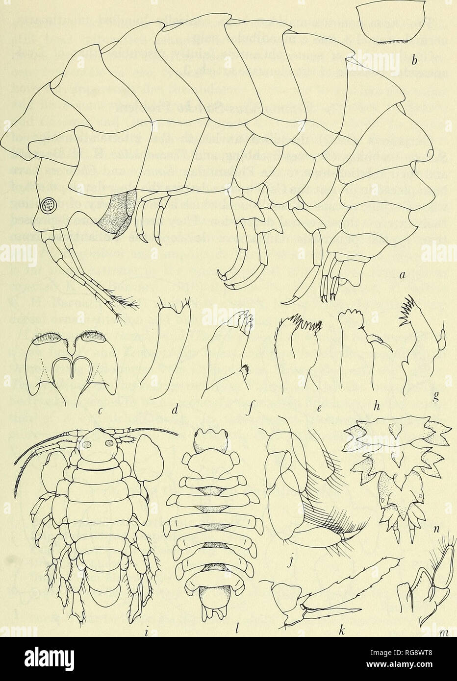 . Bulletin - United States National Museum. Science. Figure 146—Phliantidae and Calliopiidae: a, Ceina carinata (Pirlot, 1936, as Periphlias carinatus). Upper lip: b, Pereionotus testudo (Montagu) (Chevreux and Fage, 1925). Lower lip: c,Heterophlias seclusus^hozmakev {9l^a). McLxiWa. 2: d, Pereionotus; e, Heterophlias. Maxilla 1: /, Heterophlias; g, Plioplateia triquetra K. H. Barnard (1916). Mandible: h, Heterophlias. Body, dorsal: i, Sancho platynotus Stebbing (1897) [Callio- piidae]; /, Temnophlias capensis K. H. Barnard (1916); n, T. hystrix K. H. Barnard (1954). Maxilliped:;, Sancho; m,  Stock Photo