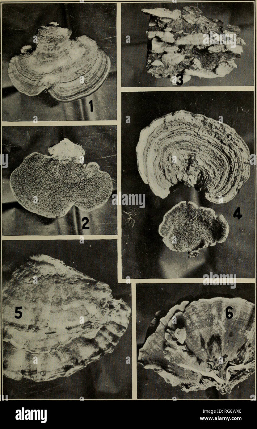 . [Bulletins on forest pathology : from Bulletin U.S.D.A., Washington, D.C., 1913-1925]. Trees; Plant diseases. Bui. 510, U. S. Dept. of Agriculture. Plate V.. Lumber Sanitation: Wood-Rotting Fungi.—V. Figs. 1 and 2.—Polystictus pargamenus: 1, Upper surface; 2, lower surface. Figs. 3 and 4.—Polystictus abietinus: 3, Typical form from a pine log; 4, plants showing upper and lower surfaces. Figs. 5 and 6.—Polyporus adustus: 5, Upper surface; 6, lower surface.. Please note that these images are extracted from scanned page images that may have been digitally enhanced for readability - coloration a Stock Photo