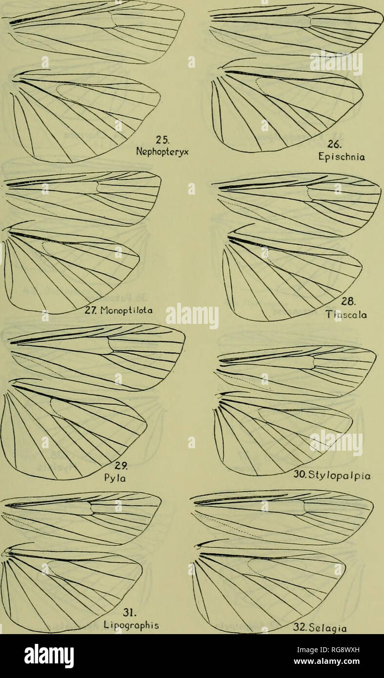 . Bulletin - United States National Museum. Science. AMERICAN MOTHS OF THE SUBFAMILY PHYCITINAE 335. Figures 25-32.—Venation (male tjnless OTHERWISE noted). 25. Nephopteryx rhenella (Zincken). 26. Epischnia prodromella (Hubner). 27. Monoplilota pergratialis (Hulst). 28. Tlascala reduclella (Walker). 29. Pyla scintillans (Grote). 30. Stylopalpia lunigerella Hampsoii. 31. Lipographis fenestrella (Packard). 32. Selagia argyrella (SchiffermuUer). This genus occurs in our lists, but is not rep- resented in the American fauna.. Please note that these images are extracted from scanned page images tha Stock Photo