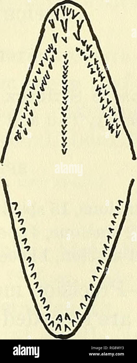 . Bulletin - United States National Museum. Science. Figure 13.—Dental patterns of certain species of Echelidae: a, Kaupichthys diodontus Schultz; b, Muraenichihys gymnotus Bleaker; c, M. macropterus Bleeker; J, M. schultzei Bleeker; e, M. laticaudata (Ogilby), (Sketches by author.). Please note that these images are extracted from scanned page images that may have been digitally enhanced for readability - coloration and appearance of these illustrations may not perfectly resemble the original work.. United States National Museum; Smithsonian Institution; United States. Dept. of the Interior.  Stock Photo