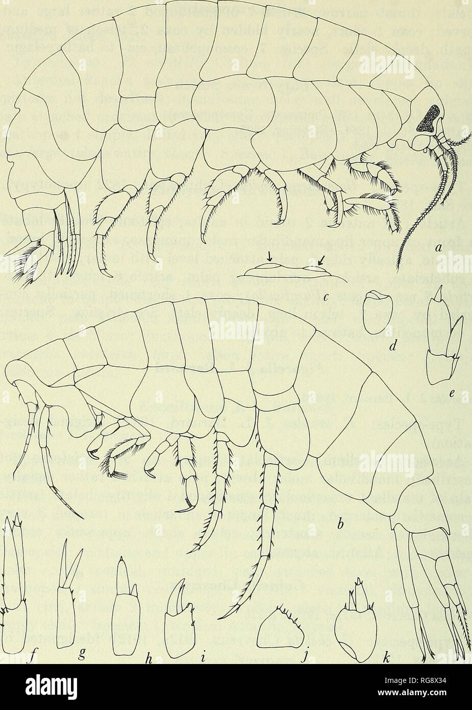 . Bulletin - United States National Museum. Science. 344 U.S. NATIONAL MUSEUM BULLETIN 271. Figure 132.—Lysianassidae: a, Eurythenes gryllus (Lichtenstein) (Sars, 1895, pi. 30); b Metacyphocaris helgae Tattersall (1906). Uropod 3: c, Danaella mimonedes Stephensen (1925b); d, Stomacontion fepinii (Stebbing, 1888); e, Aristias tumidus (Kr0yer) (Sars, 1895, pi. 18);/, Hippomedon denticulatus (Bate) (Sars, 1895, pi. 20); g, Lysianassa plumosa Boeck (Sars, 1895, pi. 16, as L. costae); h, Lepidepecreella denophora Schellenberg (1926a); i, Lysianassa alba (Holmes) (Shoemaker, 1933b); ;, Acontiostoma  Stock Photo