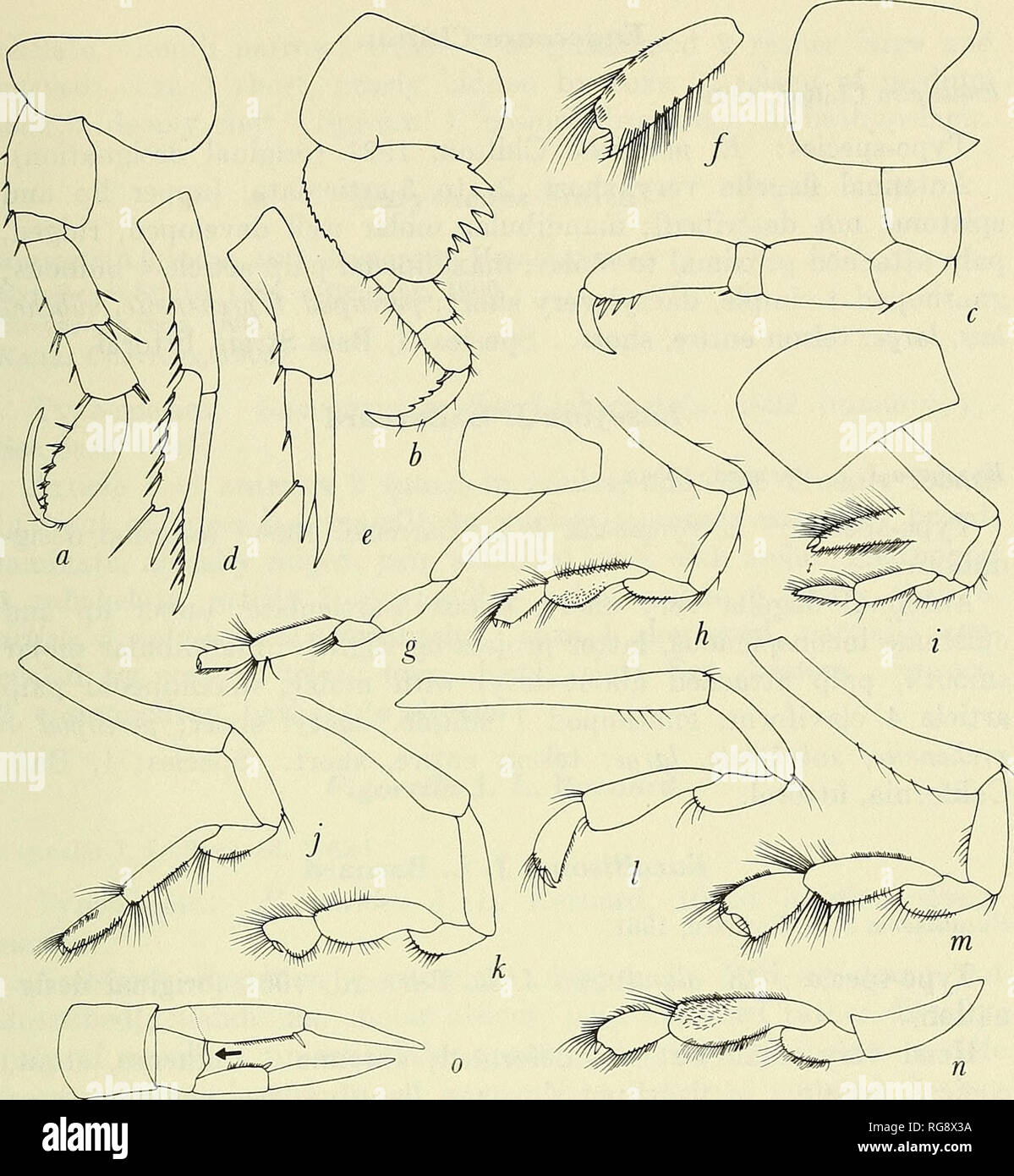 . Bulletin - United States National Museum. Science. MARINE GAMMARIDEAISr AMPHIPODA 341. Figure 131.—Lysianassidae: Pereopod 3: a, Paracyphocaris praedator Chevreux (Shoe- maker, 1945a); b, Glycerina tenuicornis (Haswell) (Pirlot, 1936). Pereopod 2: c, Scopelo- cheiropsis abyssalis Schellenberg (1926a). Uropod 2: d, Tryphosites longipes (Bate and Westwood) (Sars, 1895, pi. 29); e, Orchomene groenlandica (Hansen) (Sars, 1895, pi. 26). Gnathopod 2: /, Scopelocheirus crenatus Bate (Sars, 1895, pi. 19); g, Hirondellea brevicau- data Chevreux (1910); h, Lysianassa plumosa Boeck (Sars, 1895, pi. 16, Stock Photo