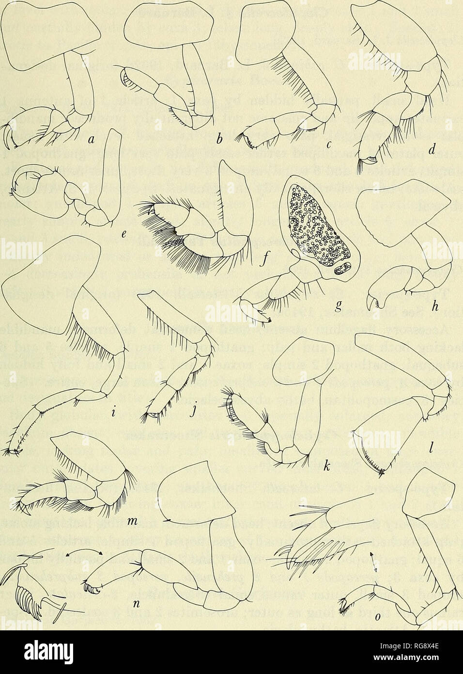 . Bulletin - United States National Museum. Science. Figure 129.—Lysianassidae: Gnathopod 1: a, Koroga megalops Holmes (Stephensen, 1923); h, Paracentromedon crenulatus (Chevreux) (Chevreux and Fage, 1925); c, Schisturella (= Pseudonesimus) abyssi (Chevreux, 1926); d, Orchomene hatei Sars (1895, pi. 22); e, Opisa eschrichti (Kr0yer) (Sars, 1895, pi. 14);/, Nannonyx goesi (Boeck) (Sars, 1895, pi. 24); g, Eucallisoma glandulosa J. L. Barnard (1961); h, Gainella chelata Chevreux {92h);i, Pseudorchomene coatsi (Chilton, 1912);;&quot;, Tryphosella sarsi Bonnier (Sars, 1895, pi. 27, as Tryphosa na Stock Photo