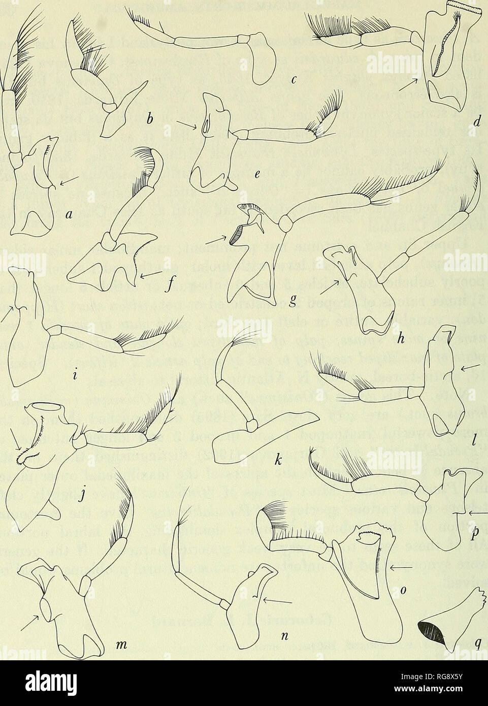 . Bulletin - United States National Museum. Science. Figure 126.—Lysianassidae: Mandible: a, Centromedon pumilus (Liljeborg) (Sars, 1895, pi. 34); b, Trischizostoma nicaeense (Costa) (Sars, 1895, pi. 12, as T. raschi); c, Kergu- elenia borealis Sars (1895, pi. 40); d, Eurythenes gryllus (Lichtenstein) (Sars, 1895, pi. 30); e, Tryphosella sarsi Bonnier (Sars, 1895, pi. 27, as Tryphosa nana); f, Aristias neglectus Hansen (Sars, 1895, pi. 17, as A. audouinianus); g, Hippomedon denticulatus (Bate) (Sars, 1895, pi. 20); h, Lysianassa plumosa Boeck (Sars, 1895, pi. 16, as L. costae); i, Orchomene ba Stock Photo