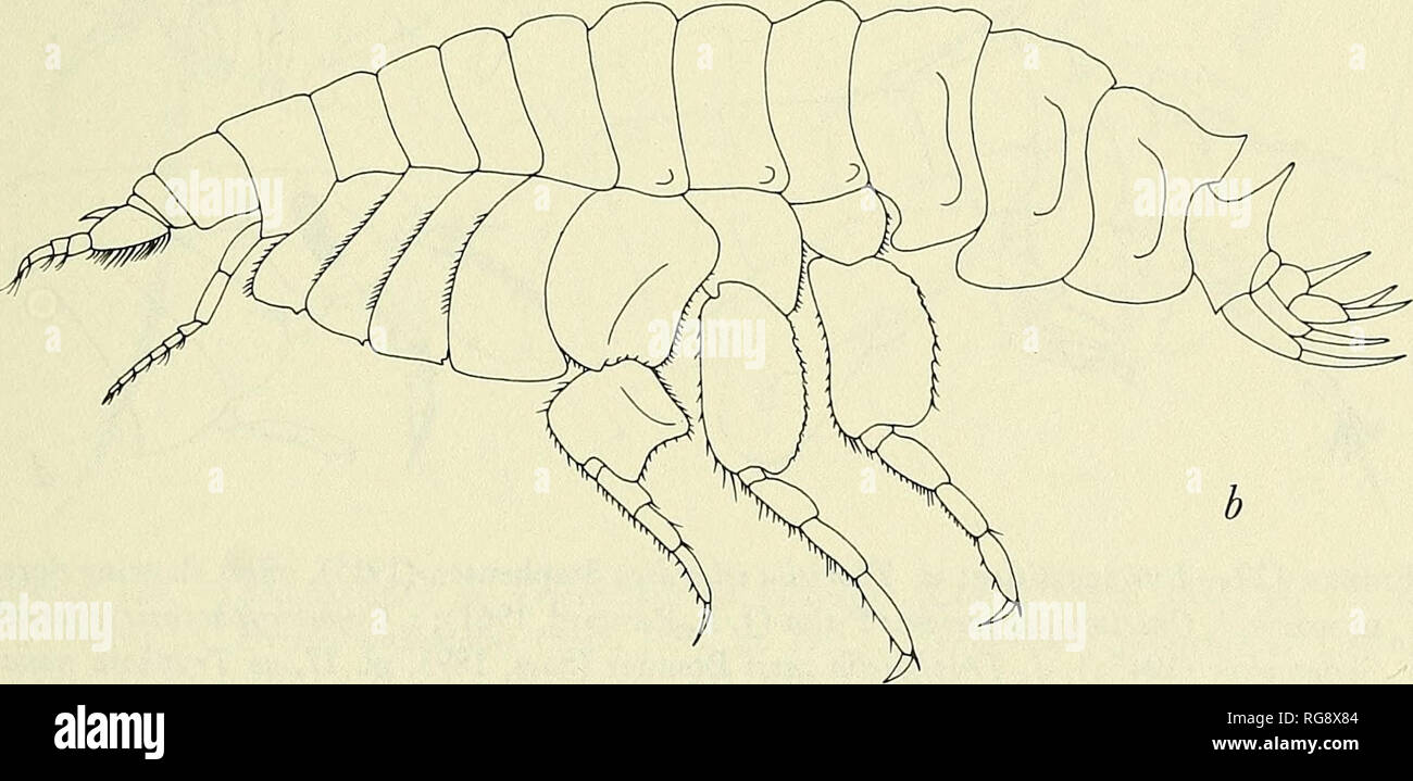. Bulletin - United States National Museum. Science. MARINIE GAMMARIDEAN AMPHIPODA 325 gnathopod 1 stout, slightly chelate; coxa 1 short, half as long as its article 2, partially concealed by coxa 2; uropod 2 with inner (not outer = error of J. L. Barnard, 1961) ramus slightly constricted; telson short, cleft one third its length. Species: 1, Pacific, bathyal- abyssal.. Figure 121.—Lysianassidae: a, Danaella mimonectes Stephensen (1925b); b, Lepidepecreoides xenopus K. H. Barnard (1932).. Please note that these images are extracted from scanned page images that may have been digitally enhanced Stock Photo