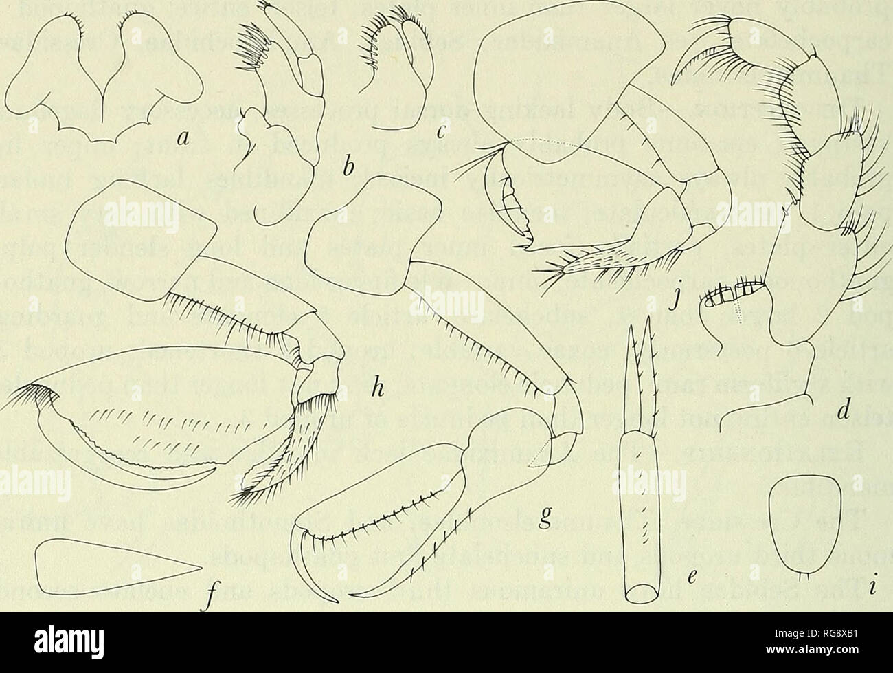 . Bulletin - United States National Museum. Science. 290 U.S. NATIONAL MUSEUM BULLETIN 271 Coxa 2 at least as long as broad, rounded ventrally and anteriorly, coxa 1 not concealed; mandibular palp 3-articulate; outer plate of maxilliped reaching less than halfway along palp article 1. Species: 25, cosmopolitan, littoral to abyssal.. Figure 114.—Leucothoidae: Leucothoe spinicarpa (Abildgaard) (Sars, 1895, pi. 100): a, lower lip; b,c, maxillae 1, 2; d, maxilliped; e, uropod 3;/, telson; g,h, gnathopods 1, 2. Leucothoides pottsi Shoemaker (1933a): i, telson;;, gnathopod 2. Leucothoella Schellenbe Stock Photo