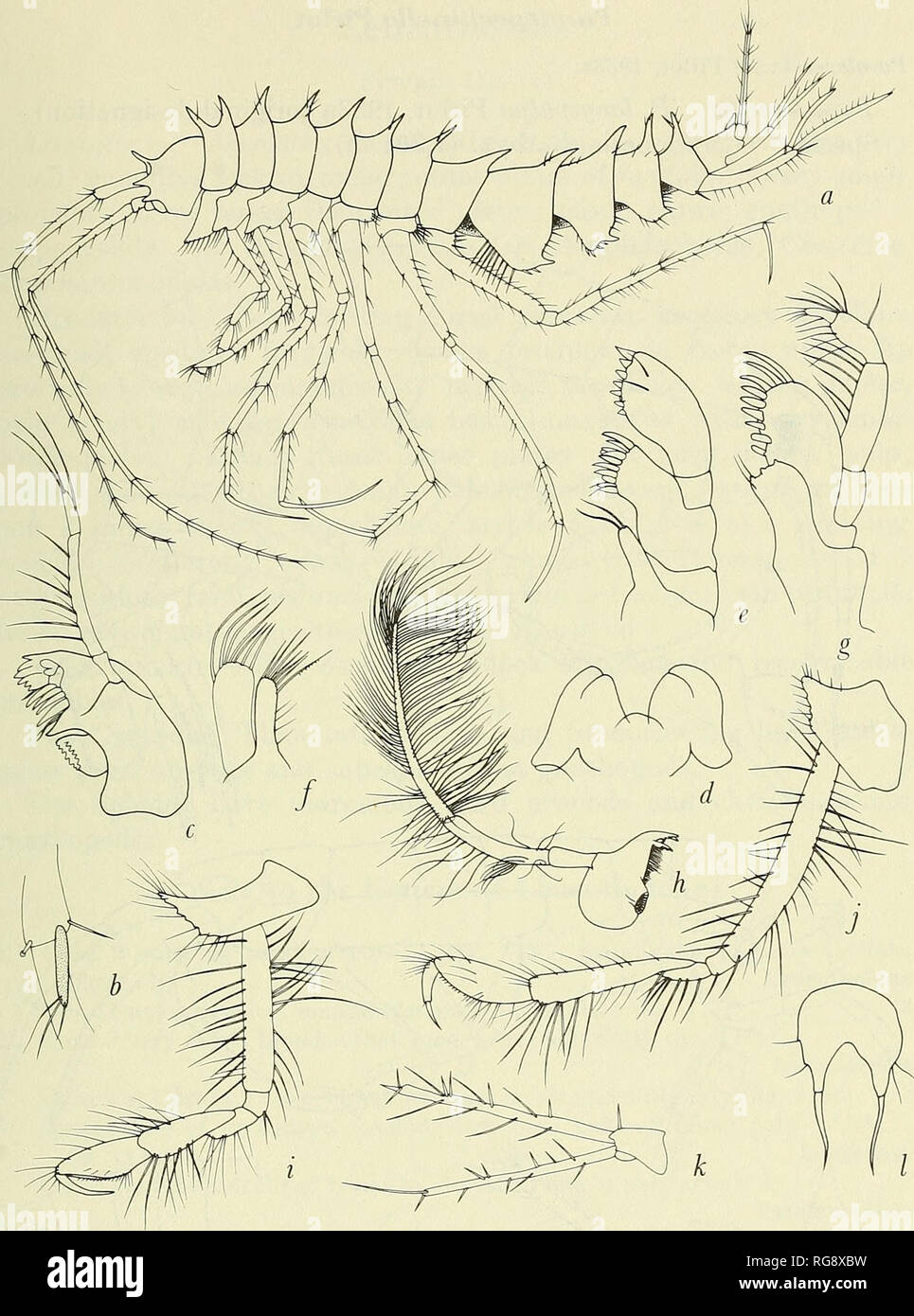 . Bulletin - United States National Museum. Science. MARINE GAMMARIDEAN AMPHIPODA 287. Figure 112.—Lepechinellidae: a, Lepechinella hierii J. L. Barnard (19S7c). Accessory flagellum: b, L. hierii. Mouthparts, Lepechinella chrysotheras Stebbing (1908a): c, man- dible; d, lower lip; e,f, maxillae 1, 2; g, maxilliped. Mandible: h, Paralepechinella longi- palpa Pirlot (1933a). Gnathopods 1-2: i,j, L. hierii. Uropod 3: k, L. hierii. Telson: /, L, chrysotheras.. Please note that these images are extracted from scanned page images that may have been digitally enhanced for readability - coloration and Stock Photo