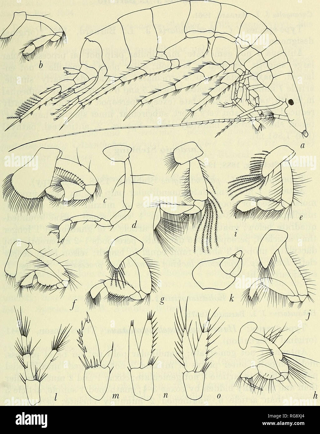 . Bulletin - United States National Museum. Science. MARINE GAMMARIDEAN AMPHIPODA 255. Figure 100.—Haustoriidae: a, Platyischnopus herdmani Walker (Pillai, 1957). Gnathopod 1: ^, Bathyporeia guilliavisoniana (Bate) (Sars, 1895, pi. 43, as B. norvegica); c, Pontoporeia femorata Kr0yer (Sars, 1895, pi. 41); d, Platyischnopus mirahilis Stebbing (1888); e, PriscilUna armata (Boeck) (Sars, 1895, pi. 42);/, Urothoe; g, Haustorius arenarius (Slabber) (Sars, 1895, pi. 46); h, Carangolia puliciformis J. L. Barnard (1961). Gnathopod 2: {, Bathyporeia; j, Haustorius. Uropod 3: k, Carangolia; I, Haustoriu Stock Photo