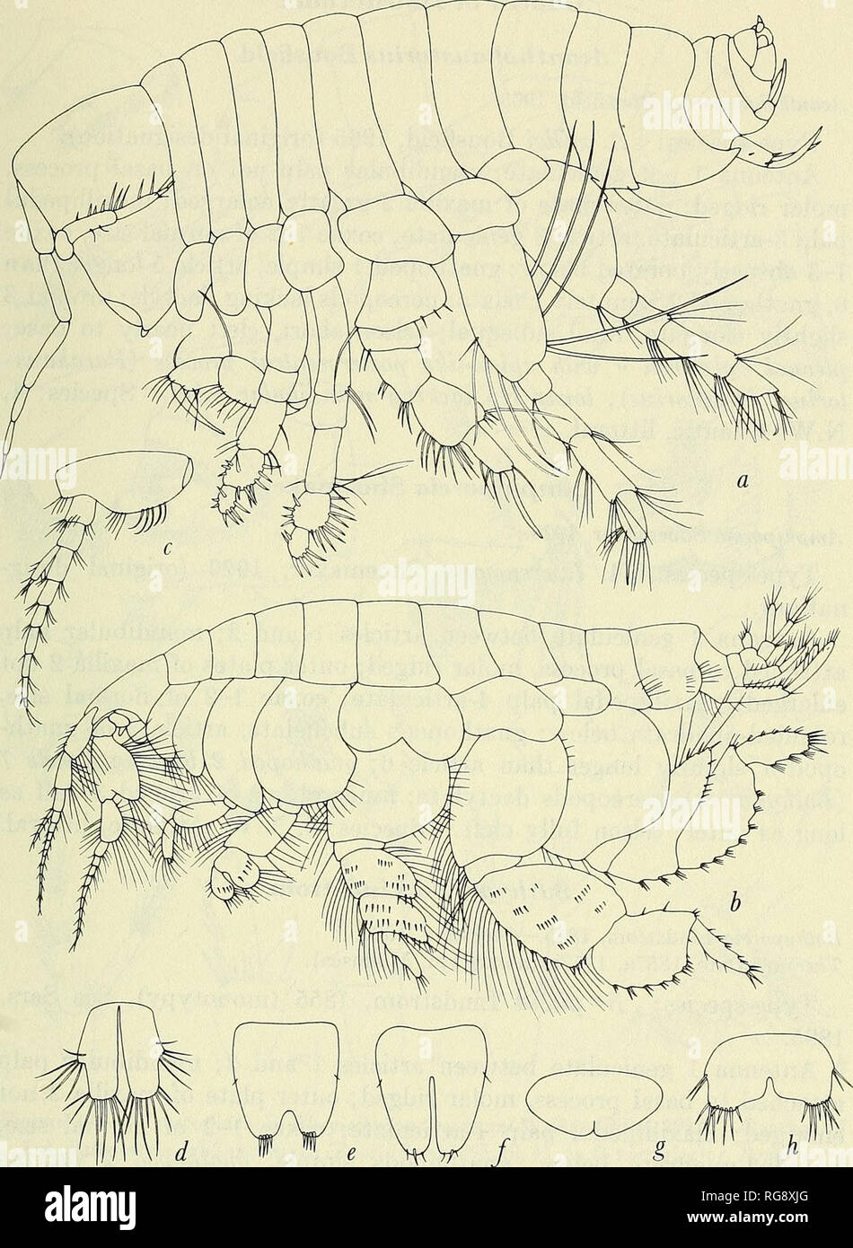 . Bulletin - United States National Museum. Science. MARINE GAMMARIDEAN AMPHIPODA 253. Figure 99.—Haustoriidae: a, Carangolia puliciformis J. L. Barnard (1961); b, Haustorius arenarius (Slabber) (Sars, 1895, pi. 46). Antenna 1: c, Bathyporeia guilliamsoniana (Bate) (Sars, 1895, pi. 43, as B. norvegica). Telson: d, Bathyporeia: e, Priscillina armata (Boeck) (Sars, 1895, pi. 42);/, Pontoporeia femorata KrjzJyer (Sars, 1895, pi. 41); g, Carangolia; h, Haustorius.. Please note that these images are extracted from scanned page images that may have been digitally enhanced for readability - coloratio Stock Photo