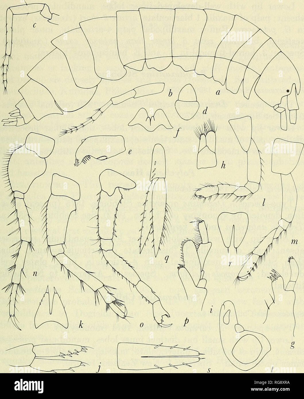. Bulletin - United States National Museum. Science. MARINE GAMMARIDEAN AMPHIPODA 205. Figure 85.—Dexaminldae: Anatylus pavlovskii Bulycheva (1955), parts as follows: a, body without appendages; h,c, antennae 1, 2; d, upper lip; e, mandible;/, lower lip; g,h, maxillae 1, 2; i, maxilliped; /, uropod 3; k, telson; l,m, gnathopods 1, 2. Pereopod 4: n, Dexamine spinosa (Montagu) (Sars, 1895, pi. 167); o, Tritaeta gihhosa (Bate) (Sars, 1895, pi. 168). Pereopod 3: p, Polycheria antarctica (Stebbing, 1888). Uropod 3: q, Dexamine. Telson: r, Guernea coalita (Norman) (Chevreux and Page, 1925); s, Dexam Stock Photo