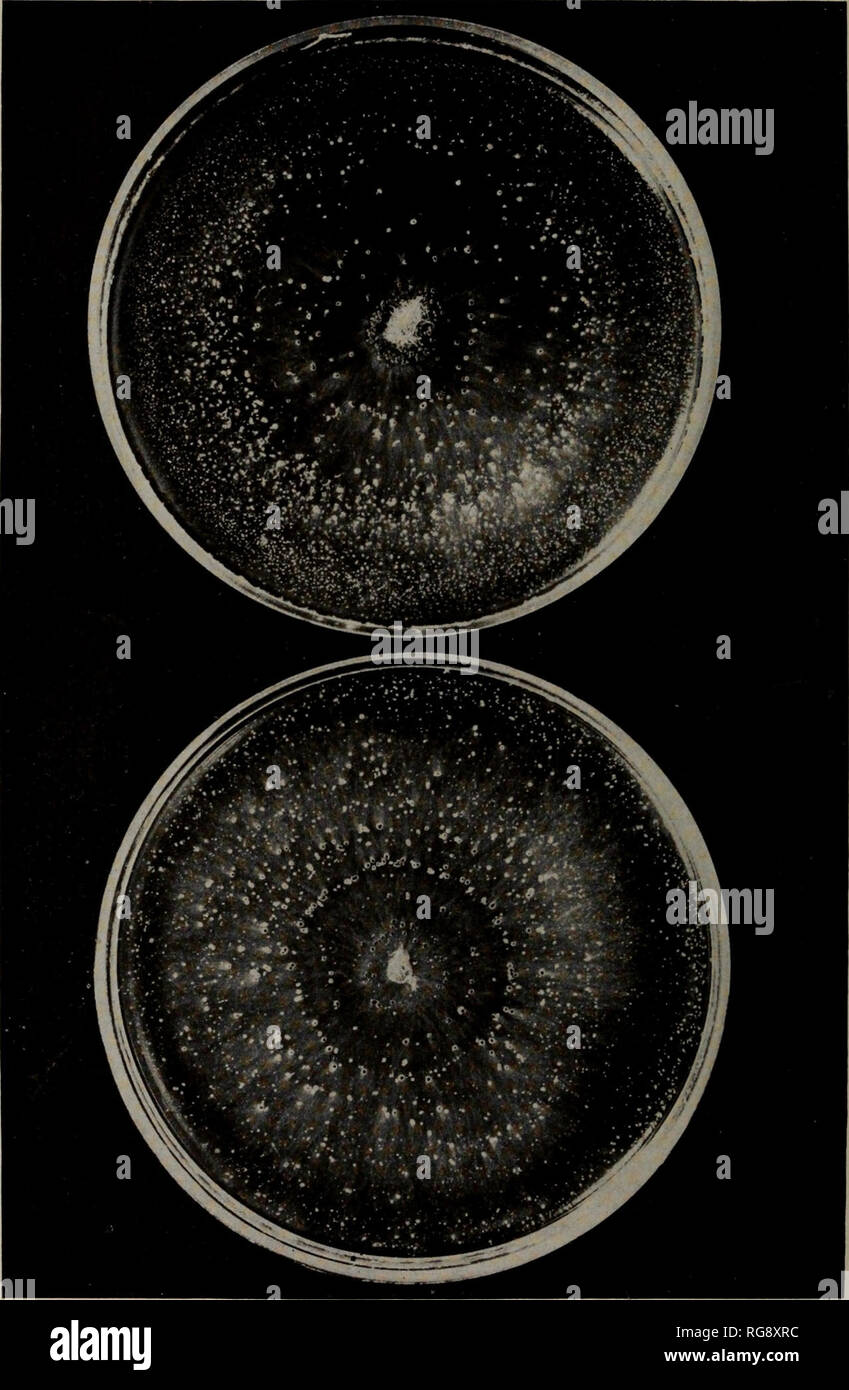 . [Bulletins on forest pathology : from Bulletin U.S.D.A., Washington, D.C., 1913-1925]. Trees; Plant diseases. Bui. 380, U. S. Dept. of Agriculture. PLATE XVIII.. Endothia parasitica on Plate Cultures of Corn-Meal Agar 4 Weeks Old. The Upper Plate Was Kept in Total Darkness; the Lower Plate in the Direct Light of a North Window.. Please note that these images are extracted from scanned page images that may have been digitally enhanced for readability - coloration and appearance of these illustrations may not perfectly resemble the original work.. United States. Dept. of Agriculture. [Washingt Stock Photo