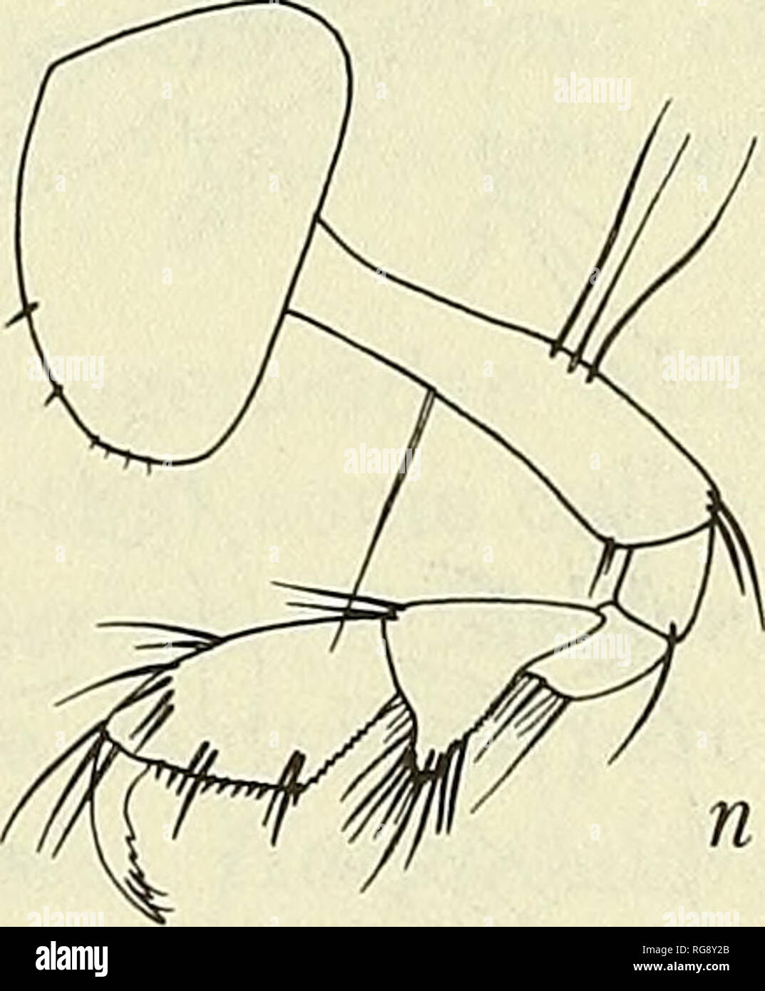 . Bulletin - United States National Museum. Science. Figure 69.—Bateidae (all figures after Shoemaker, 1926): a, Carinohatea cuspidata Shoe- maker. Head: b, Batea catharinensisy[A&amp;Y. Mandible: c, Batea catharinensis. Lower lip: d, Carinohatea; e, Batea. Mouthparts, Batea: /, maxilla 1; g, maxilla 2; h, maxilliped. Gnathopod 1: i, Batea. Telson: ;&quot;, Batea transversa; k, Batea rectangulata; I, Batea catharinensis. Uropod 3: m, Batea catharinensis. Gnathopod 2: n, Batea catharinensis.. Please note that these images are extracted from scanned page images that may have been digitally enh Stock Photo