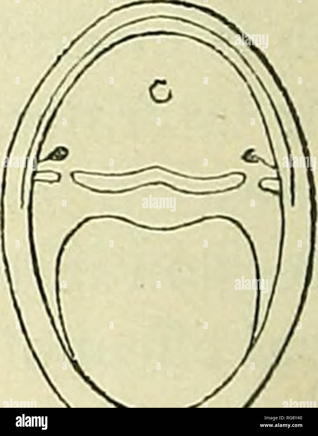 . Bulletin - United States National Museum. Science. e 7 ^^—^ ** riG. 10. Amhlysioma jpffrrsonianvm, typn of vnr./?(.sr7/w.. No. 3897. Clarke CoiiBty, Va. A specimen of A. jeffersoniamim about 2 inches long is not mate- rially different from the adult, although the two inner palatine patches are more arched. Amblystoma jeffersoniamim, laferale Hallow. Amhlysioma laterale, Hallow., I, c, j). &quot;352. AmMijstoma jeffa-sonimnim, var. 7«/fr«ie Cope 7. c, Bonleiiger; Cat. Batr. Grail. Brit. Mas., eii. II, 1882, p. 47. This form is quite distinct from the typical A. jefersoniamim, and would rank a Stock Photo