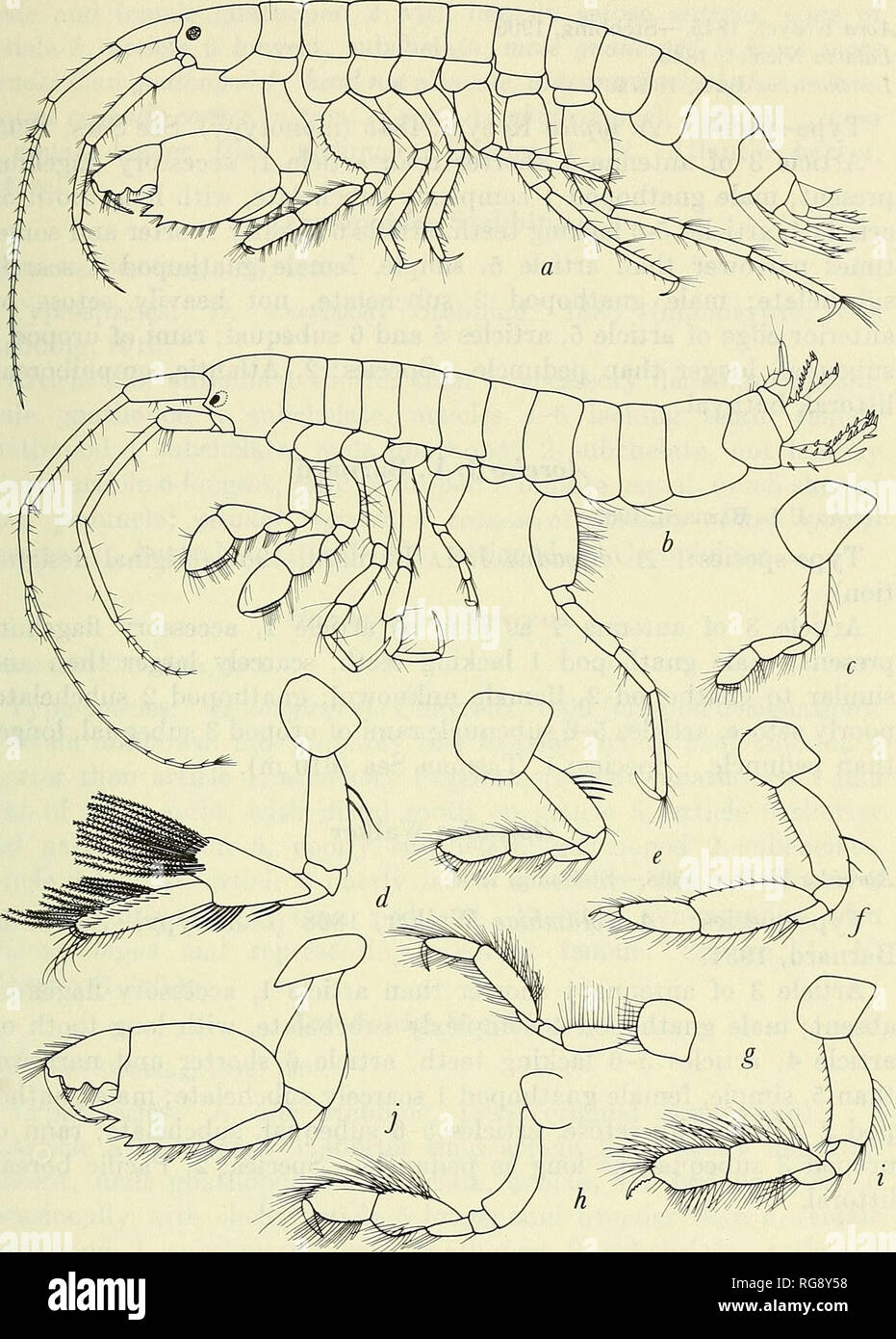 . Bulletin - United States National Museum. Science. MARINE GAMMARIDEAN AMPHIPODA 151. Figure 64.—Aoridae: a, Microdeutopus gryllotalpa Costa (Sars, 1895, pi. 192); b, Aorcho delgadus J. L. Barnard (1961). Gnathopod 2: c, Aora typica Kr0yer female (Sars, 1895, pi. 193, as A. gracilis); d, Xenocheira fasciata Haswell (Pirlot, 1938); e, Aora male;/, Rudilemhoides stenopropodus J. L. Barnard (1959a); g, Neomegamphopus roosevelti Shoe- maker (1942); h, Lemhopsis spinicarpus Pearse (1912); i, Lemhos wehsteri Bate (Sars, 1895, pi. 194). Gnathopod 1: j, Microdeutopus.. Please note that these images a Stock Photo