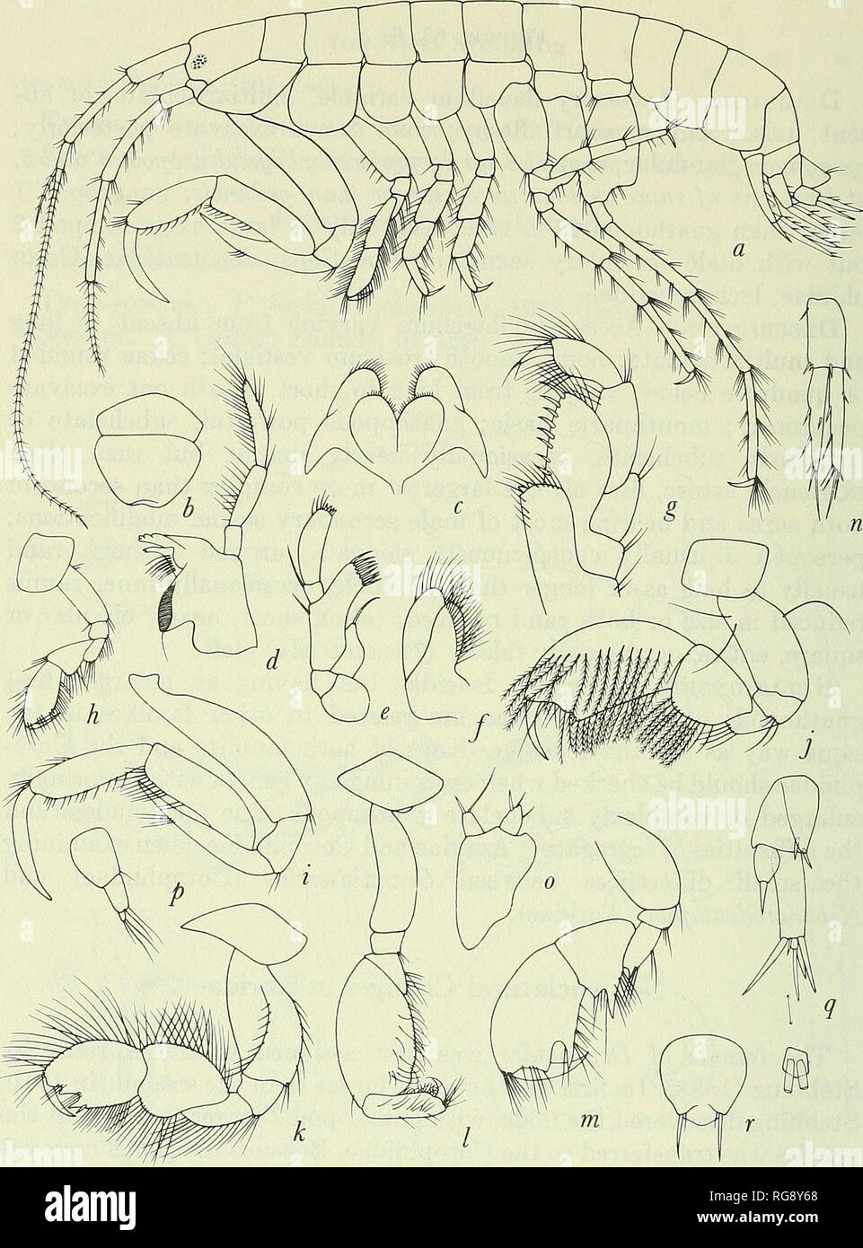 . Bulletin - United States National Museum. Science. 148 U.S. NATIONAL MUSEUM BULLETIN 271. Figure 63.—Aoridae: a, Aora typica Kr0yer (Sars, 1895, pi. 193, as A. gracilis). Aora: b, upper lip; c, mandible; d, lower lip; e, f, maxillae 1-2; g, maxilliped. Gnathopod 1: h, female Aora; i, male Aora; j, Xenocheira fasciata Haswell (Pirlot, 1938); k, Lembos websteri Bate (Sars, 1895, pi. 194); /, Rudilemboides stenopropodus J. L. Barnard (1959a); m, Lembopsis spinicarpus Pearse (1912). Uropod 3: n, Aora; o, Dryopoides tvestwoodi Stebbing (1888); p, Paraoroides unistilus Stebbing (1910); q, Acuminod Stock Photo