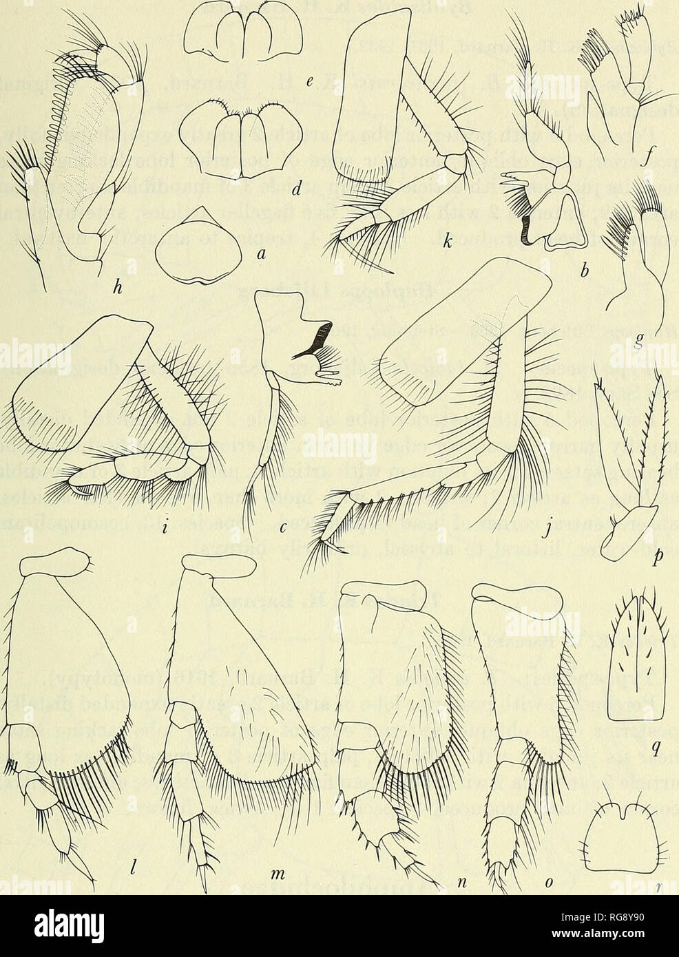 . Bulletin - United States National Museum. Science. MARESTE GAMMARIDEAJSr AMPHIPODA 131. Figure 58.—Ampeliscidae: Upper lip: a, Ampelisca typica (Bate) (Sars, 1895, pi. 57)- Mandible: b, Ampelisca; c, Byblis gaimardi (Kr0yer) (Sars, 1895, pi. 64). Lower lip: d, Ampelisca; e, Byblis. Maxillae 1-2: f,g, Ampelisca. Maxilliped: h, Ampelisca. Gnathopods 1-2, Pereopods 1,5: i,j,k,l, Ampelisca. Pereopod 5: m, Byblis; n, Haploops setosa Boeck (Sars, 1895, pi. 68); o, Haploops tubicola Liljeborg (Sars, 1895, pi. 67). Uro= pod 3: p, Ampelisca. Telson: q, Ampelisca; r, Byblis.. Please note that these im Stock Photo