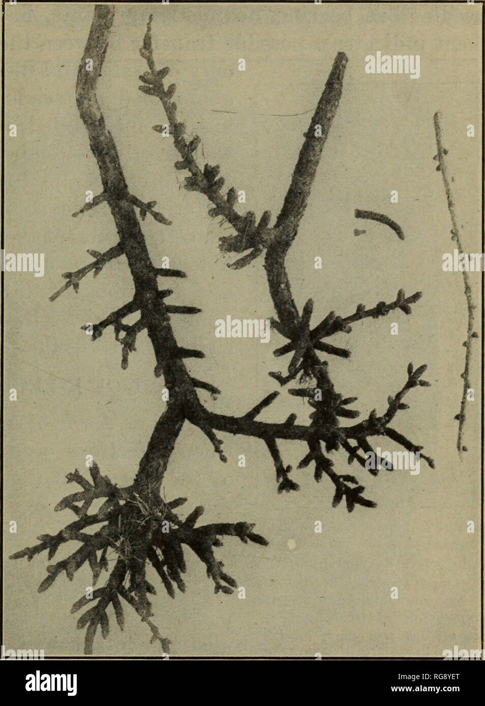 . [Bulletins on forest pathology : from Bulletin U.S.D.A., Washington, D.C., 1913-1925]. Trees; Plant diseases. MISTLETOE INJURY TO CONIFERS. 19 ceases to grow in length and instead forms abnormally abundant lateral branches. The terminal buds of these are likewise overtaken by the parasite, resulting in additional lateral branches, and so on, until a type of dichotomous branching results. This is more notice- able in the compact type of broom than in the long, trailing type, but is quite common in both, especially on exposed and wind-swept areas. A very interesting hypertrophy of the foliage  Stock Photo