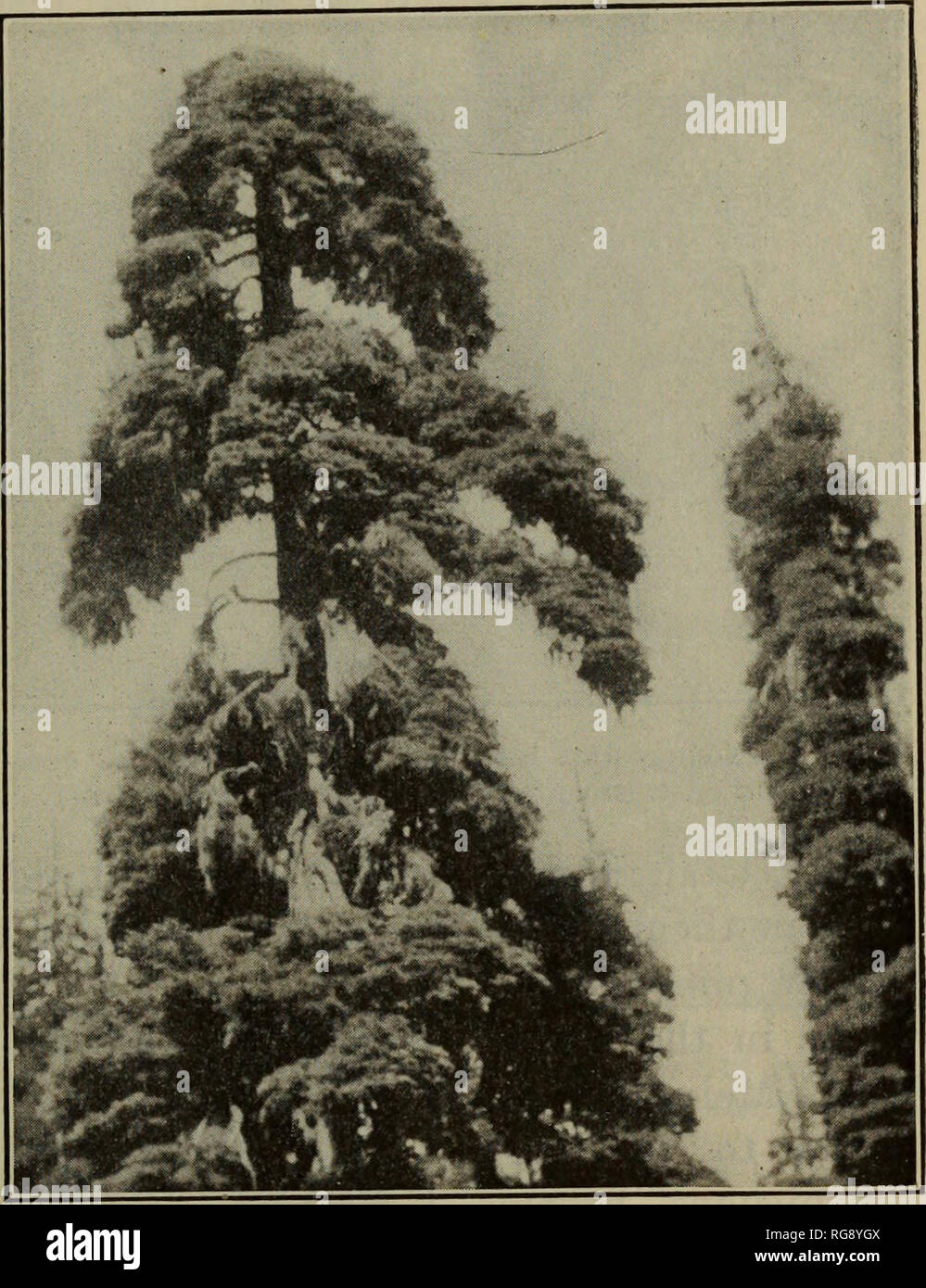 . [Bulletins on forest pathology : from Bulletin U.S.D.A., Washington, D.C., 1913-1925]. Trees; Plant diseases. MISTLETOE INJURY TO CONIFERS. 13 With the conclusion of this general statement of mistletoe injury a more detailed discussion of the various types of infection will now be taken up. RESULT OF INFECTION ON THE BRANCHES. One of the first effects of infection, either of stem or branch, is the formation of a fusiform swelling (fig. 10). Sometimes this swelling is very pronounced and may resemble the enlargements caused by some species of Peridermium (fig. 11). The swelling is the first s Stock Photo